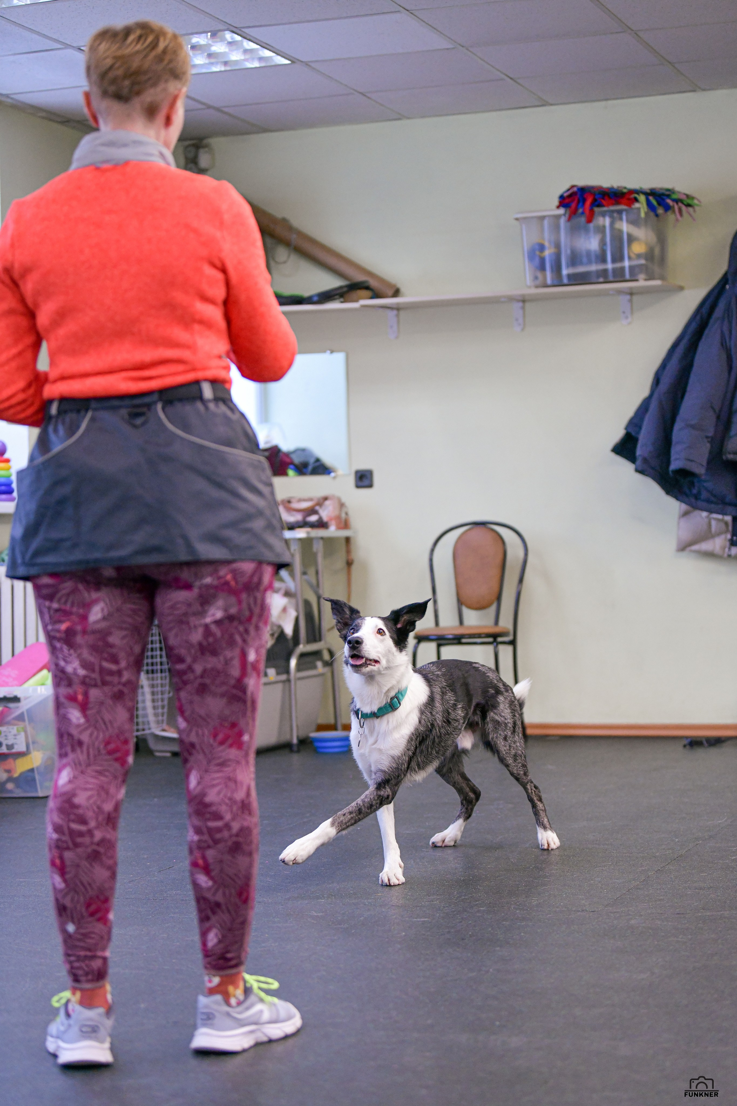 Кинологический клуб «Бодрый хвост». Свой взгляд через объектив