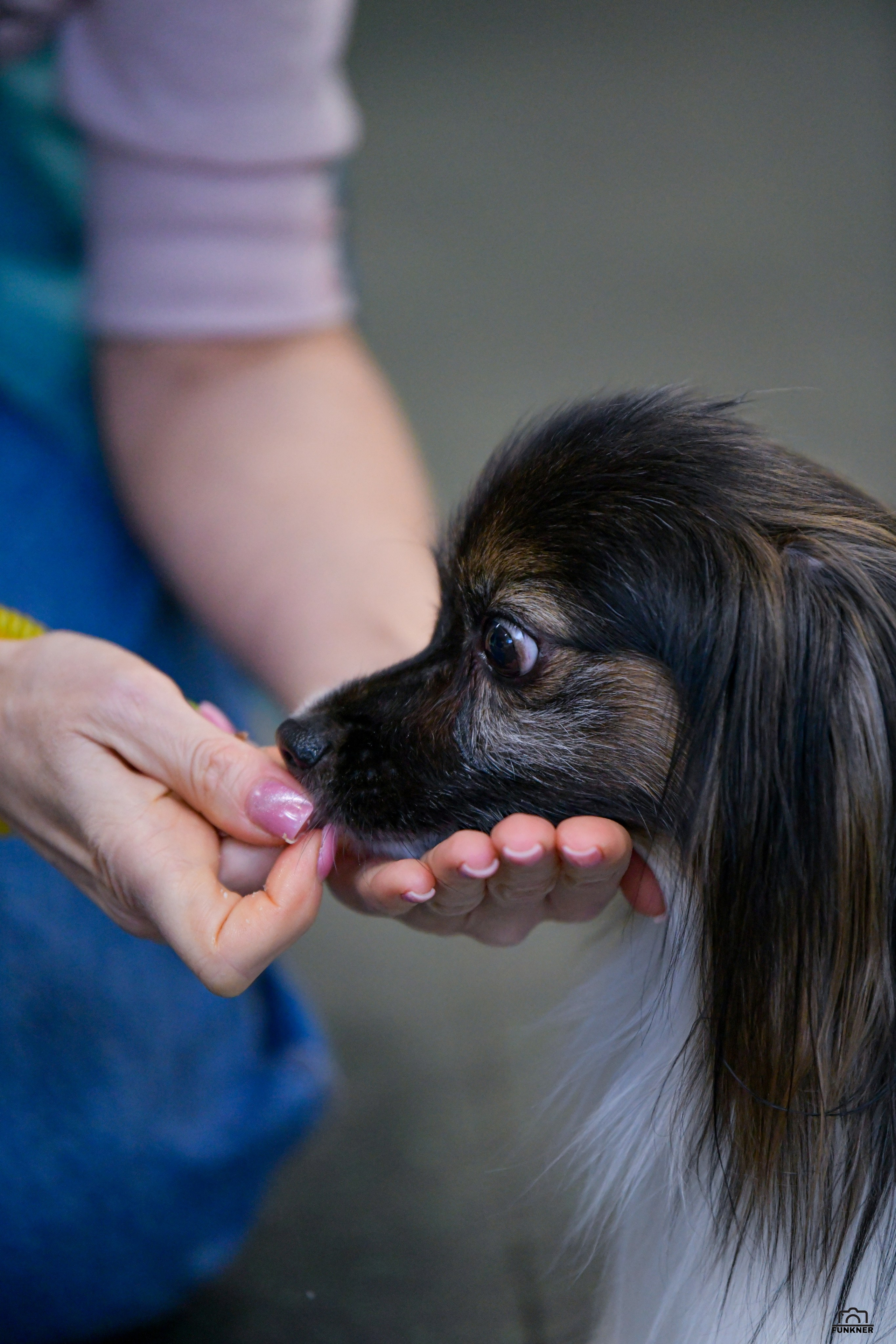Кинологический клуб «Бодрый хвост». Свой взгляд через объектив