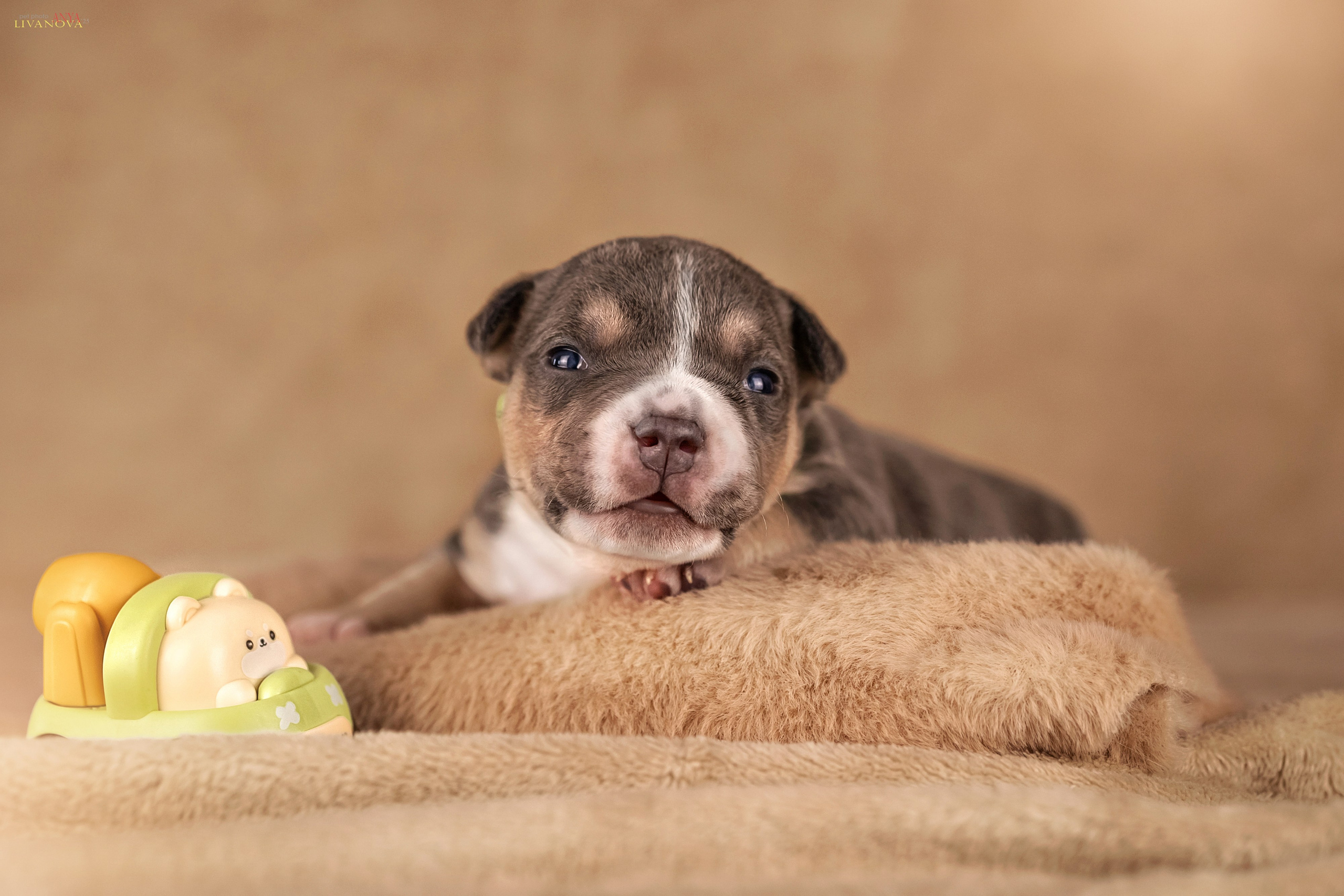 Амбулли. Фотограф анималист Аня Ливанова | Рыбинск