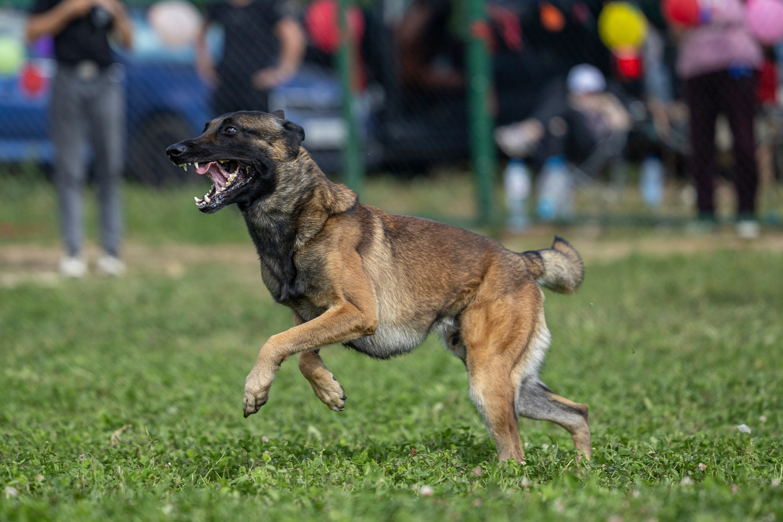Соревнования по Мондьорингу г. Вологда 10-11.08.2024. Фотограф-анималист Анна Маринич