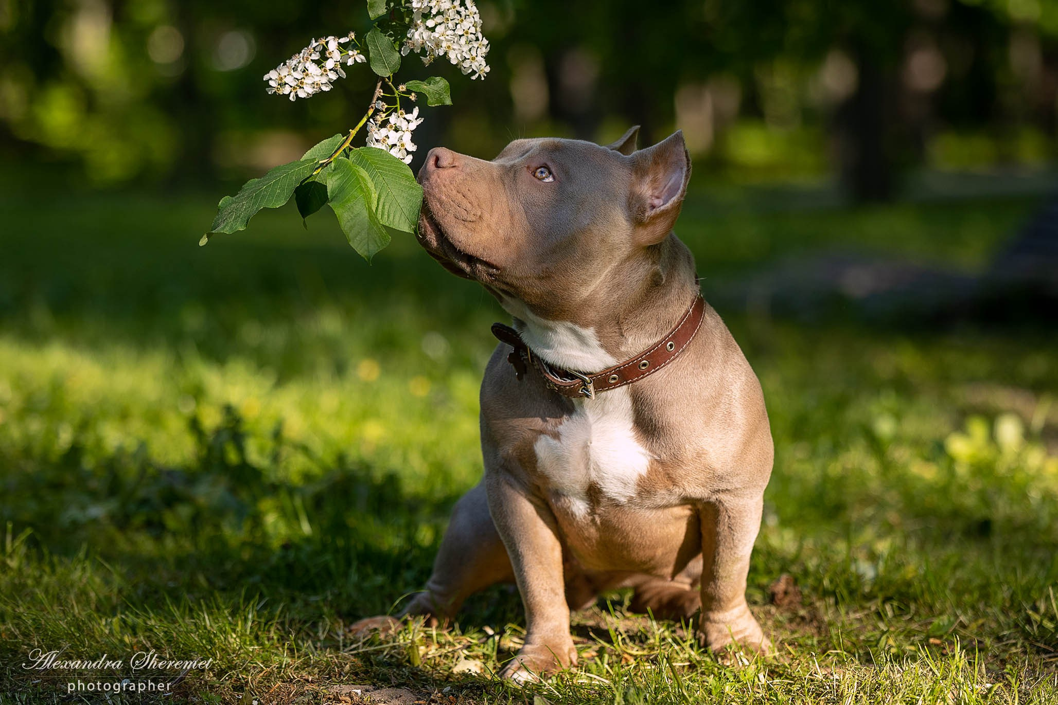 Булли. Фотограф-анималист Александра Шеремет