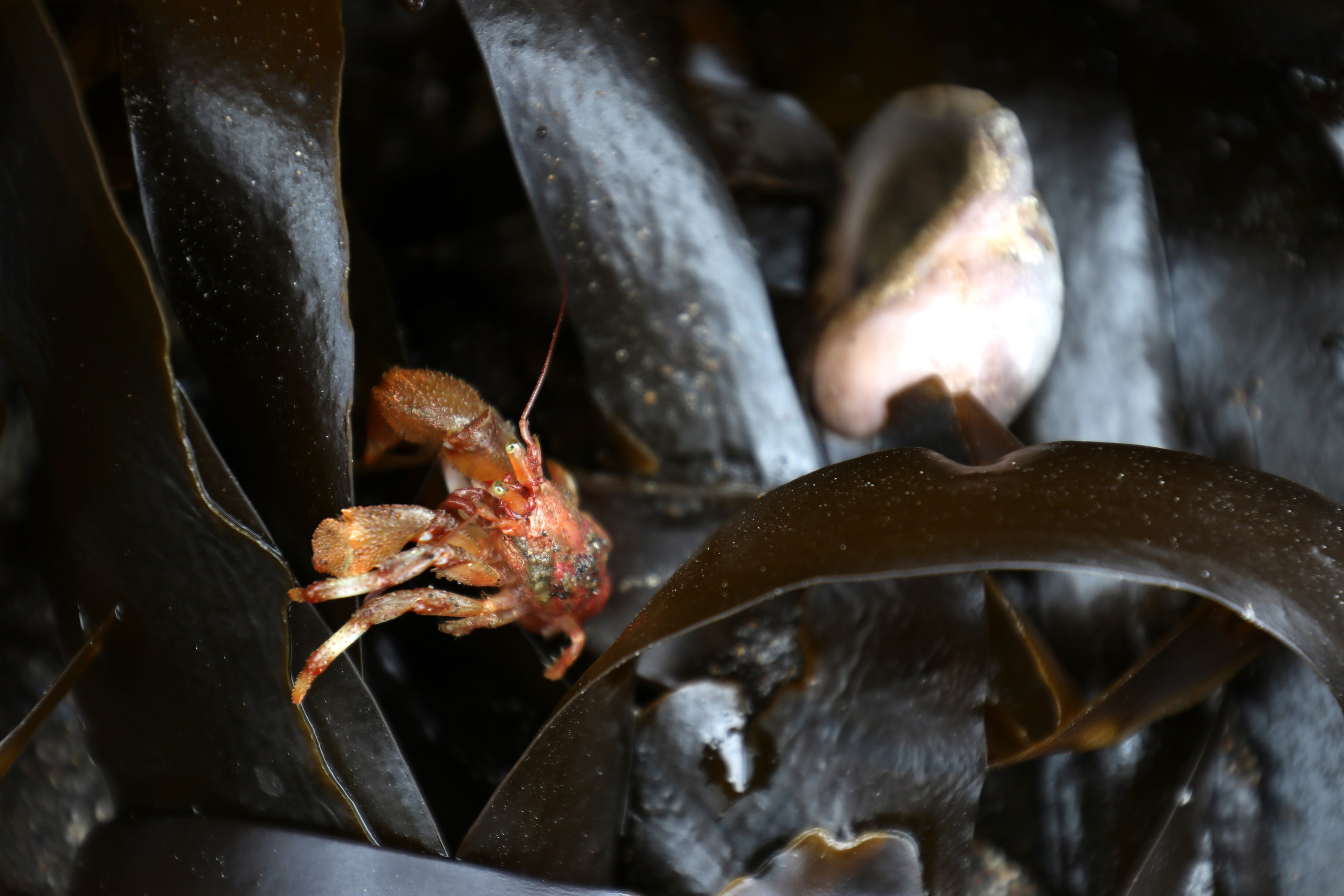 Камчатка и о. Парамушир. Июль 2024. Путешественник-фотограф из Санкт-Петербурга Татьяна Свистулина