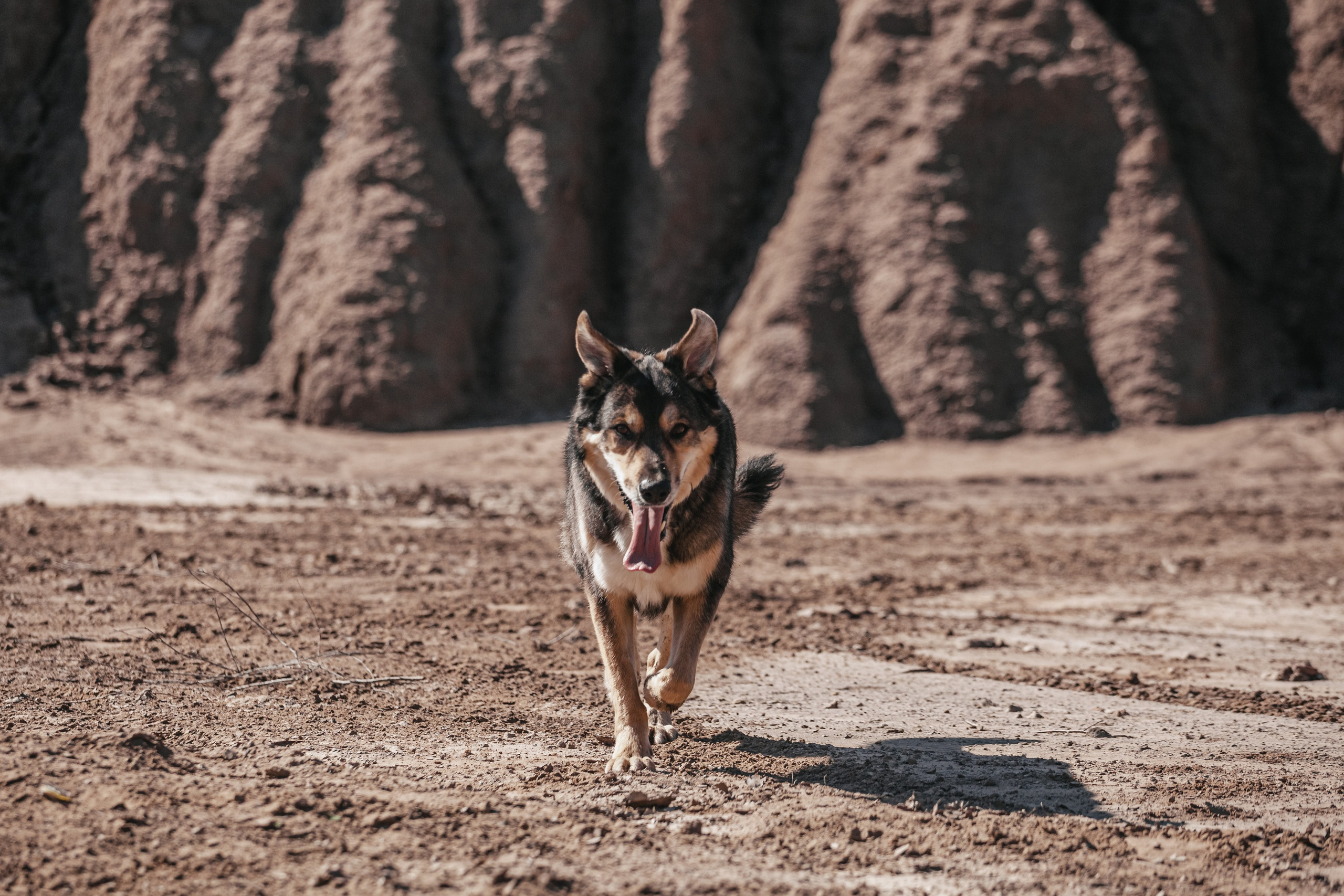 Кондуки. Фотограф-анималист Татьяна Степанова