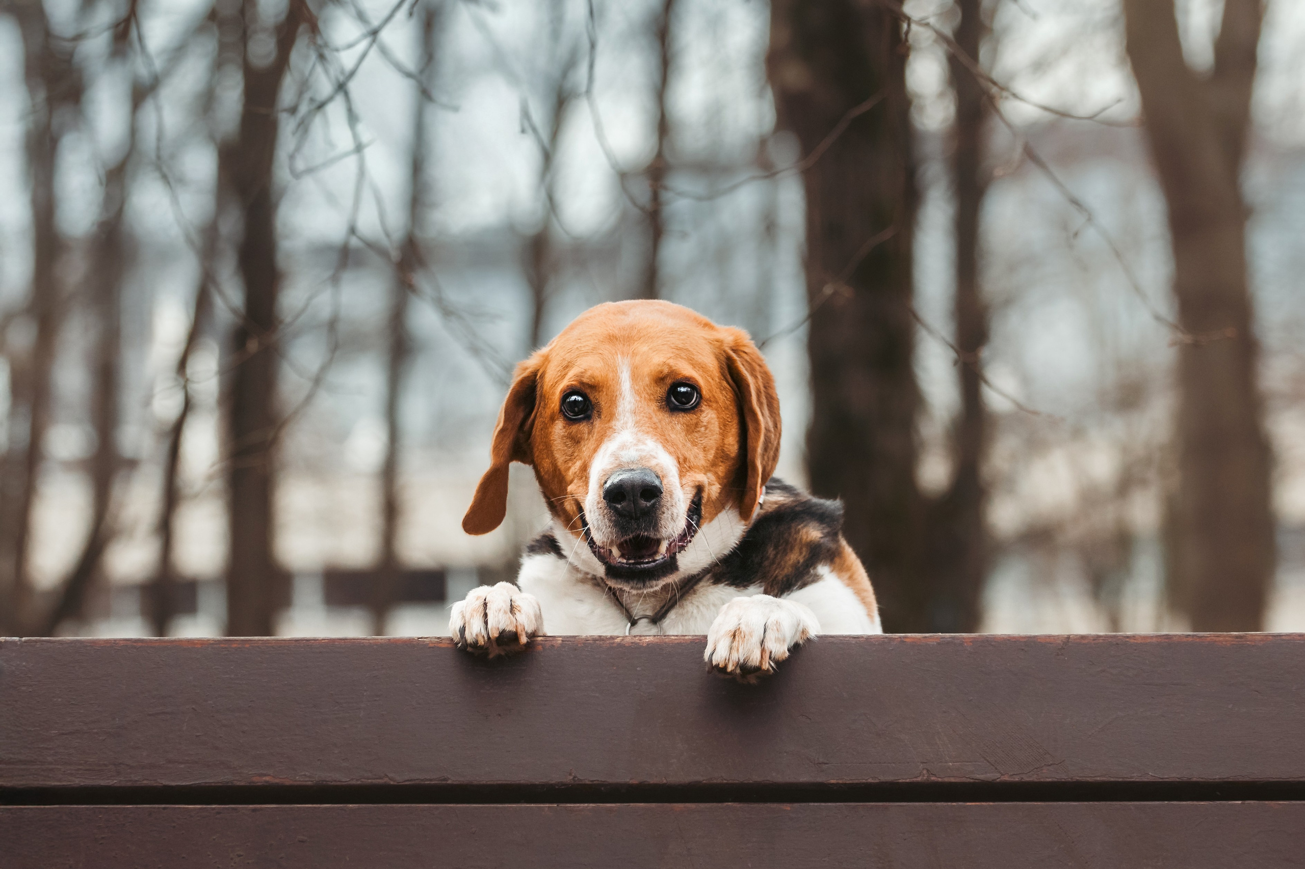 Собаки из приюта Дубовая роща весна 2025. Фотограф-анималист Татьяна Степанова