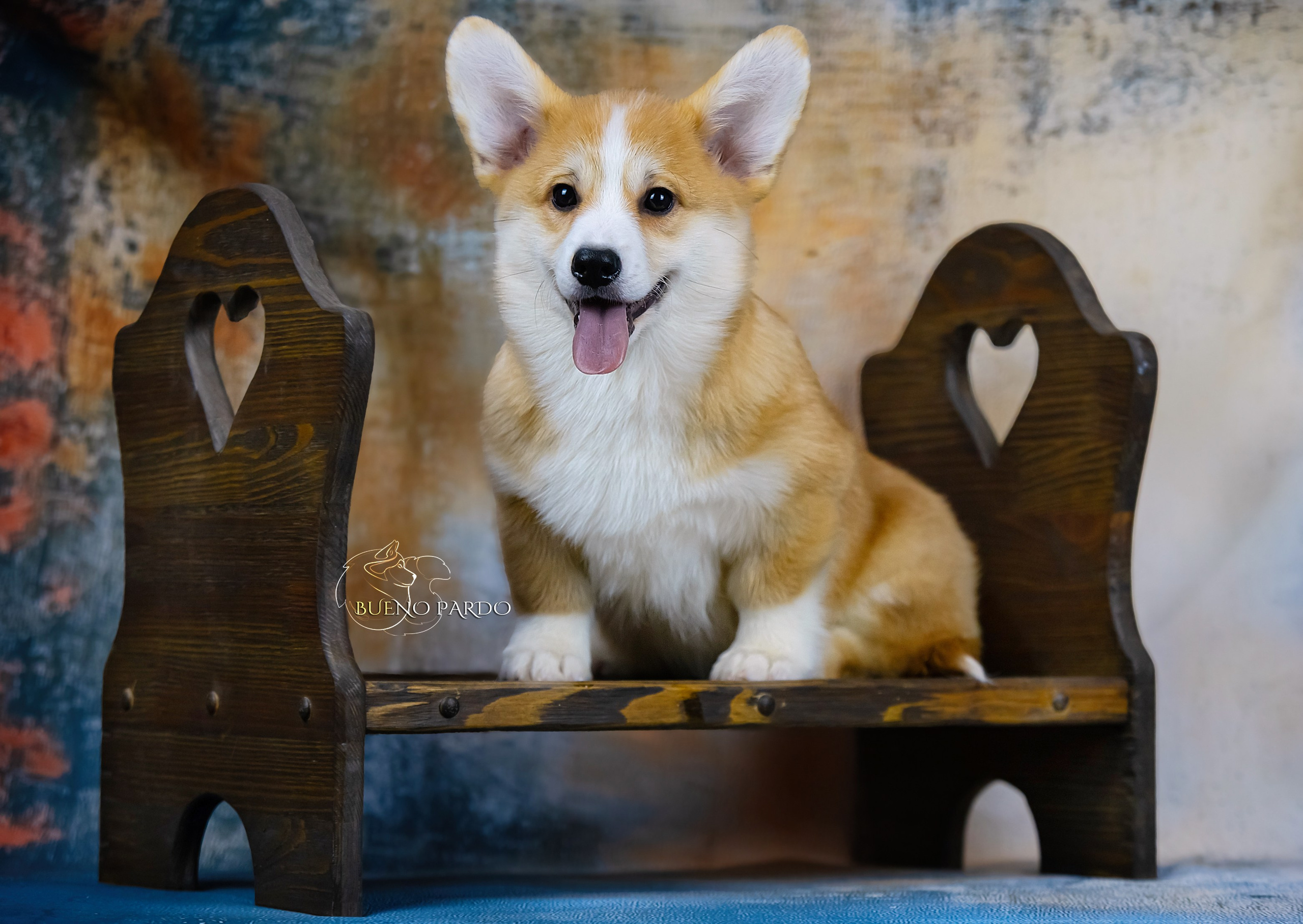 А — Кола и Цесей. Kawaii Kuma питомник собак пород Корги пемброк, Акита ину, Сиба