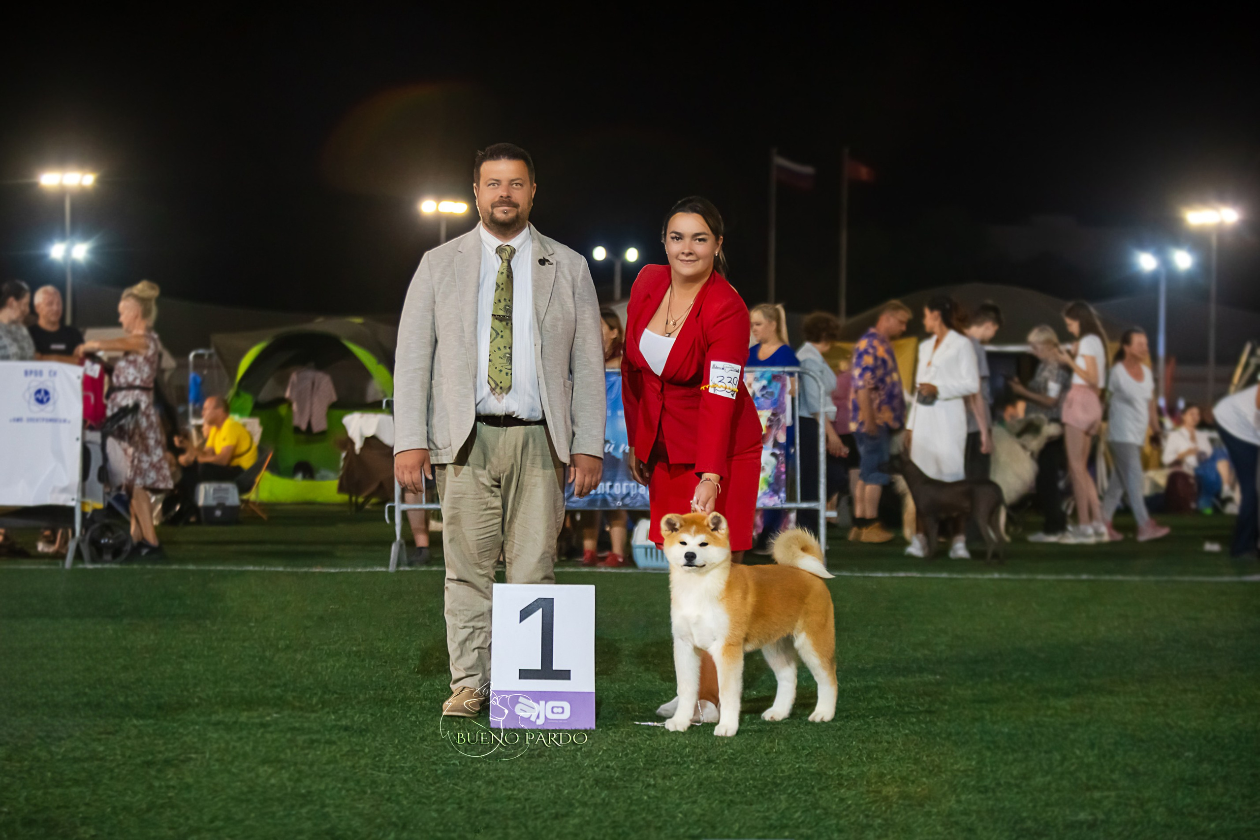 АКИТА. Kawaii Kuma питомник собак пород Корги пемброк, Акита ину, Сиба