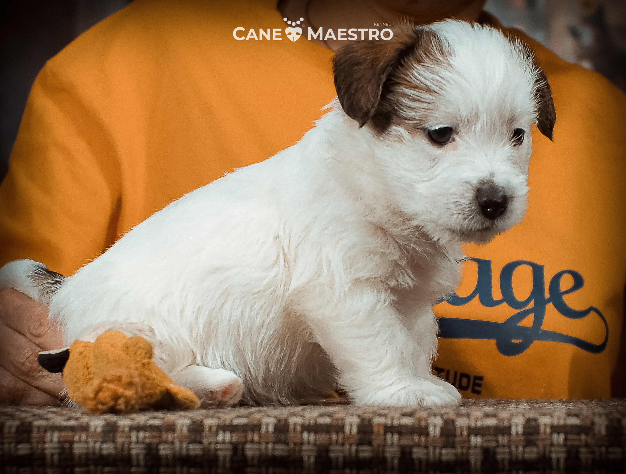 КОБ_Б_МОНОКЛЬ. CANE MAESTRO — kennel Jack Russell Terrier