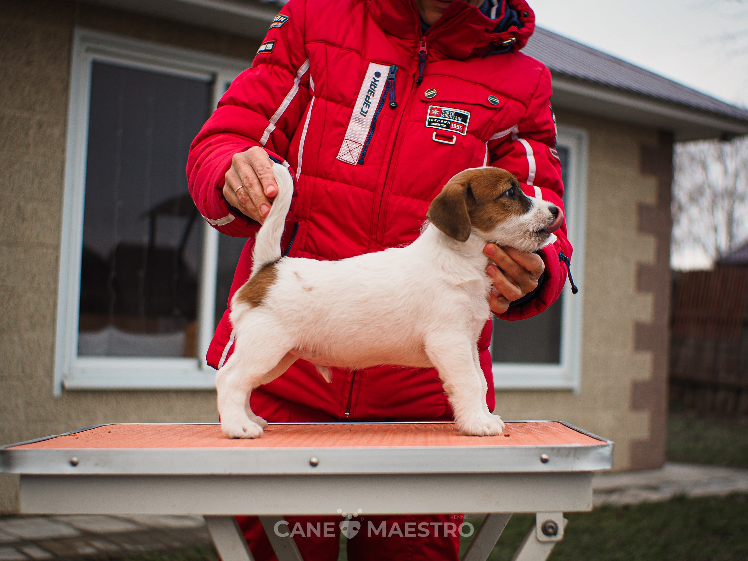 3КОБЛ_СНЕГОВИК. CANE MAESTRO — kennel Jack Russell Terrier