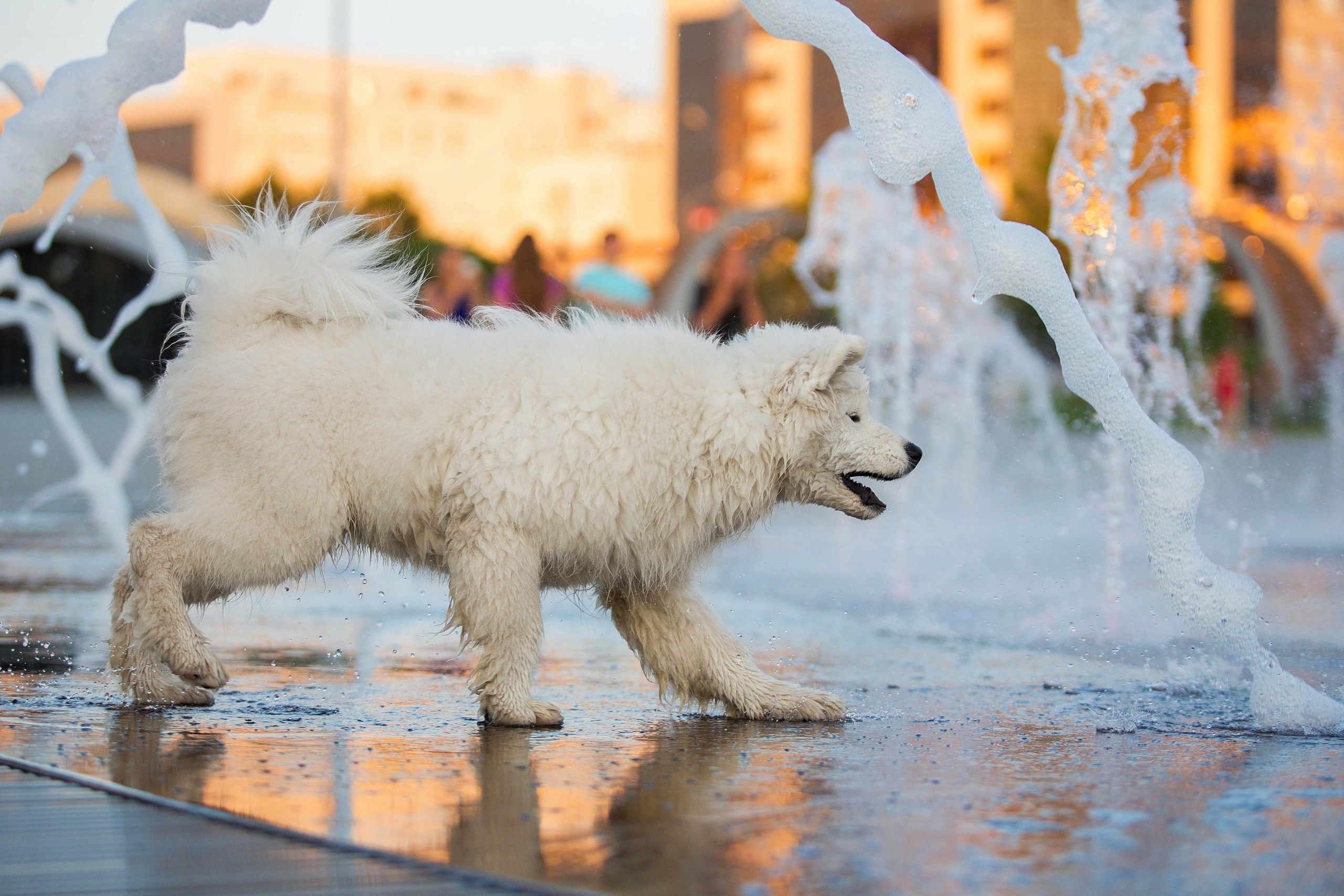 Анастасия, Евгений и самоед Ройс. Https://moshkovaphoto.ru/