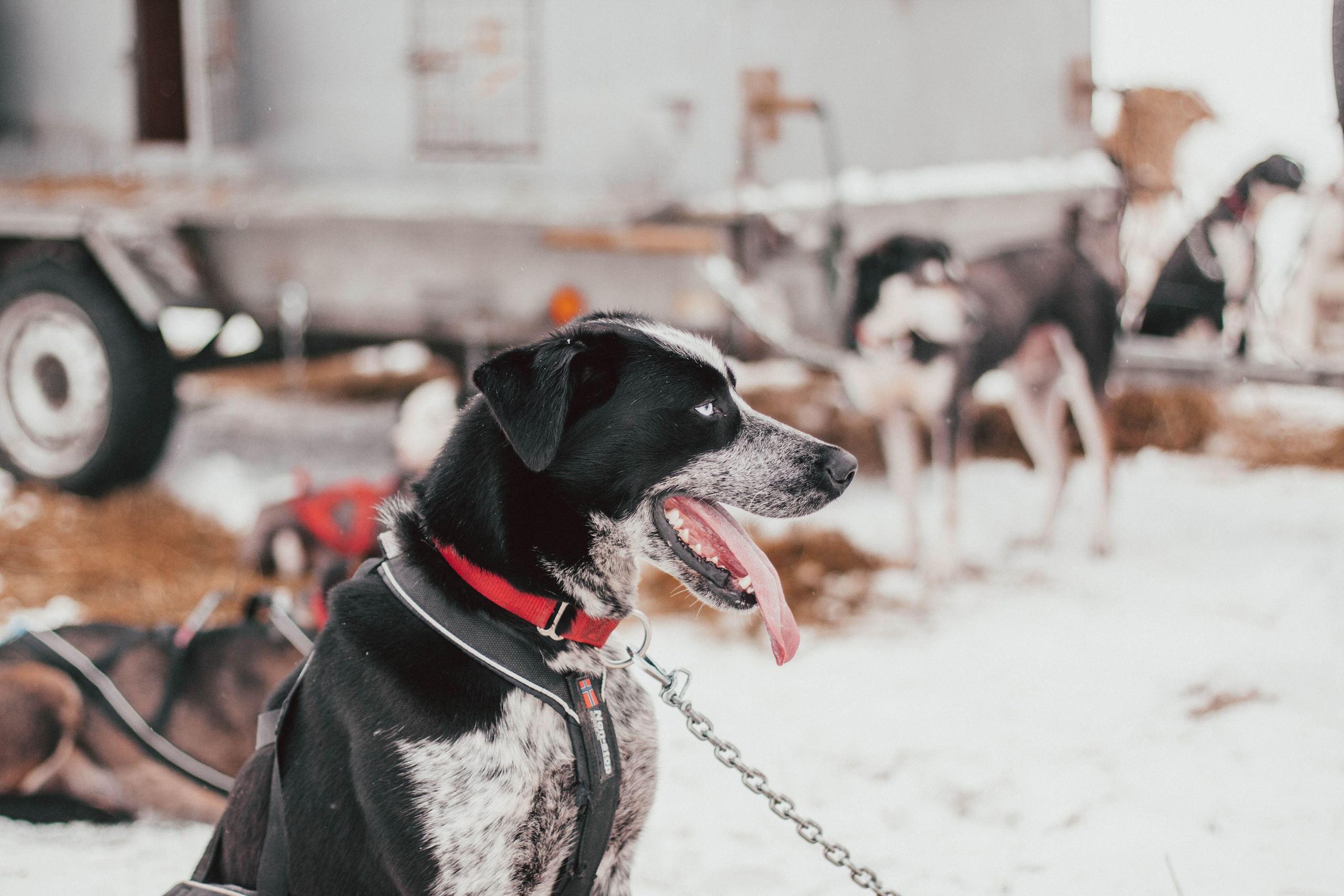 Гонки на ездовых собаках в Токсово. Репортажный фотограф во Всеволожске и Санкт-Петербурге Владимир Капустин