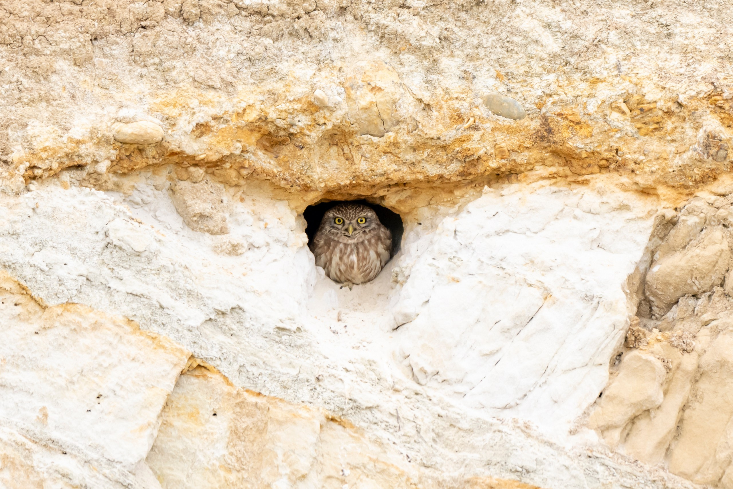 Дикая природа Дагестана. Май 2025 г. Foto-Zuev фотография как искусство