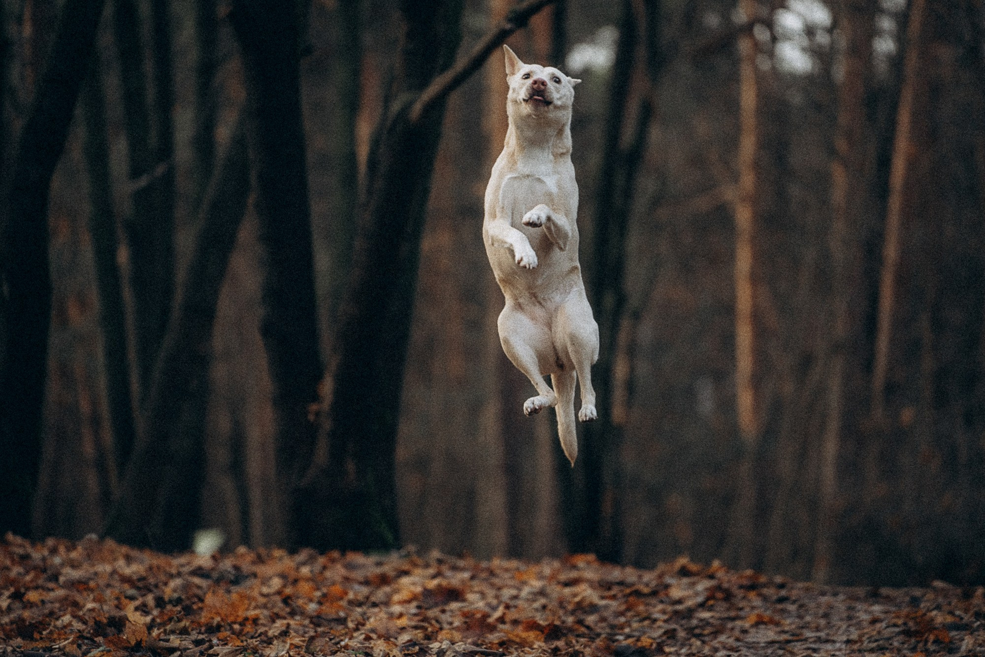 Туся. Фотограф анималист в Москве и Санкт-Петербурге Свиридова Анна