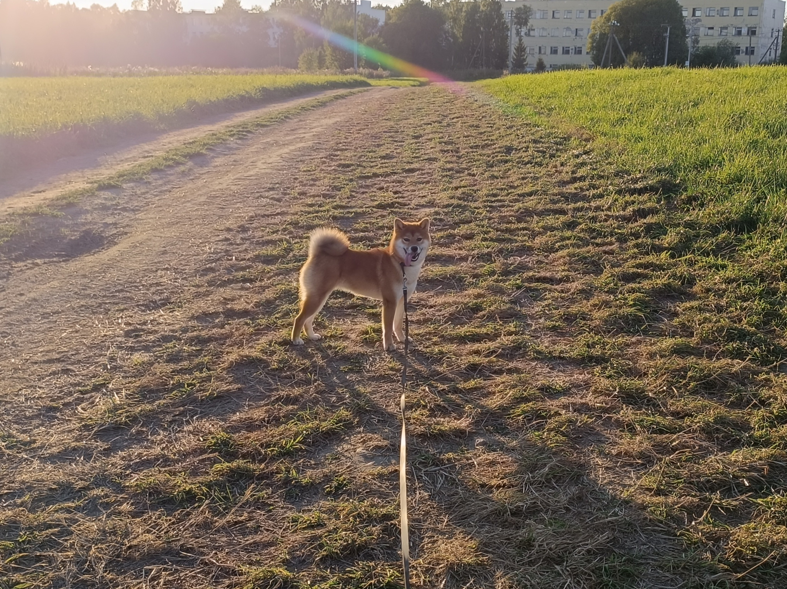 Сиба Rubylight Ellis питомник Рубилайт