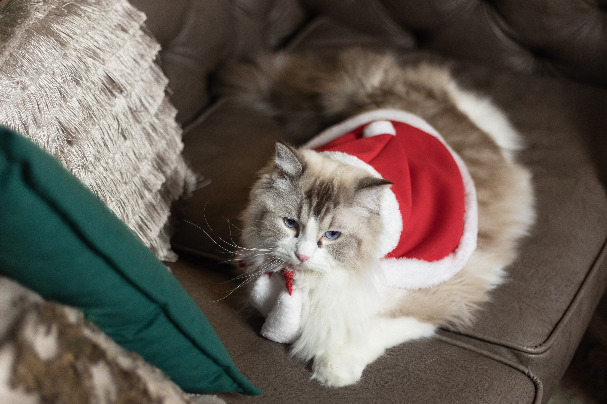 Новогодняя. Фотограф в Томске Юлия Постнова