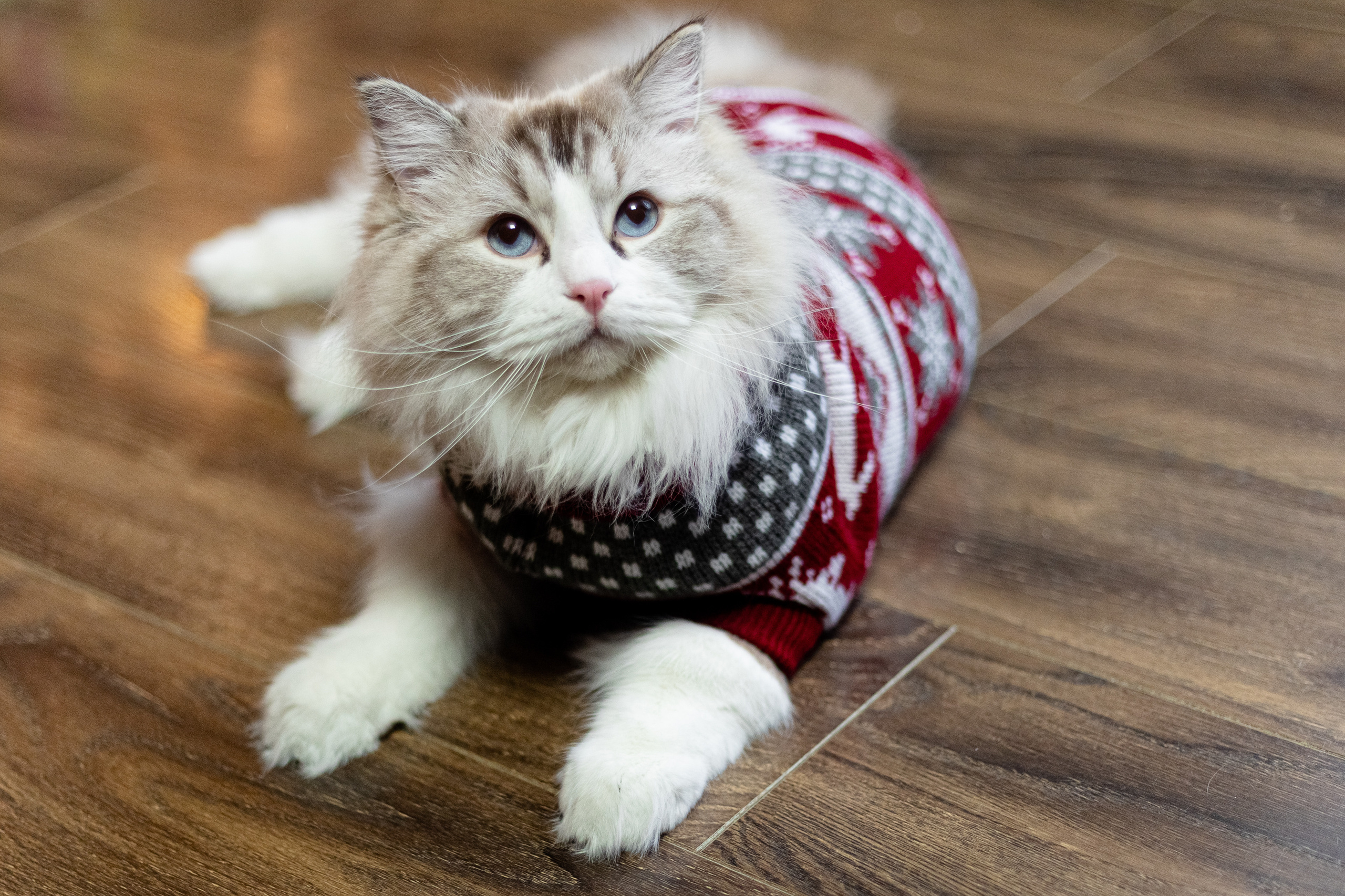 Новогодняя. Фотограф в Томске Юлия Постнова