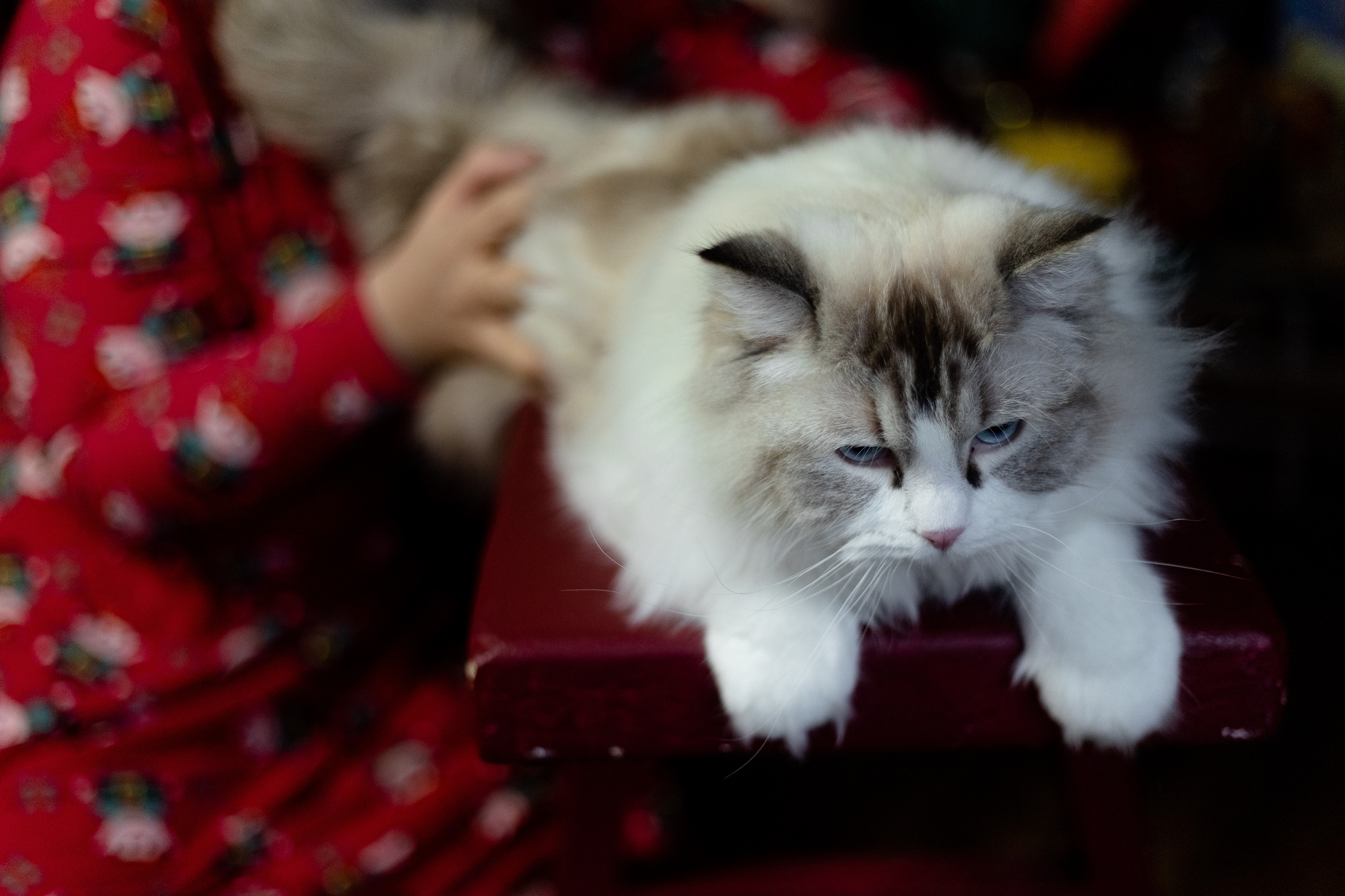 Новогодняя. Фотограф в Томске Юлия Постнова