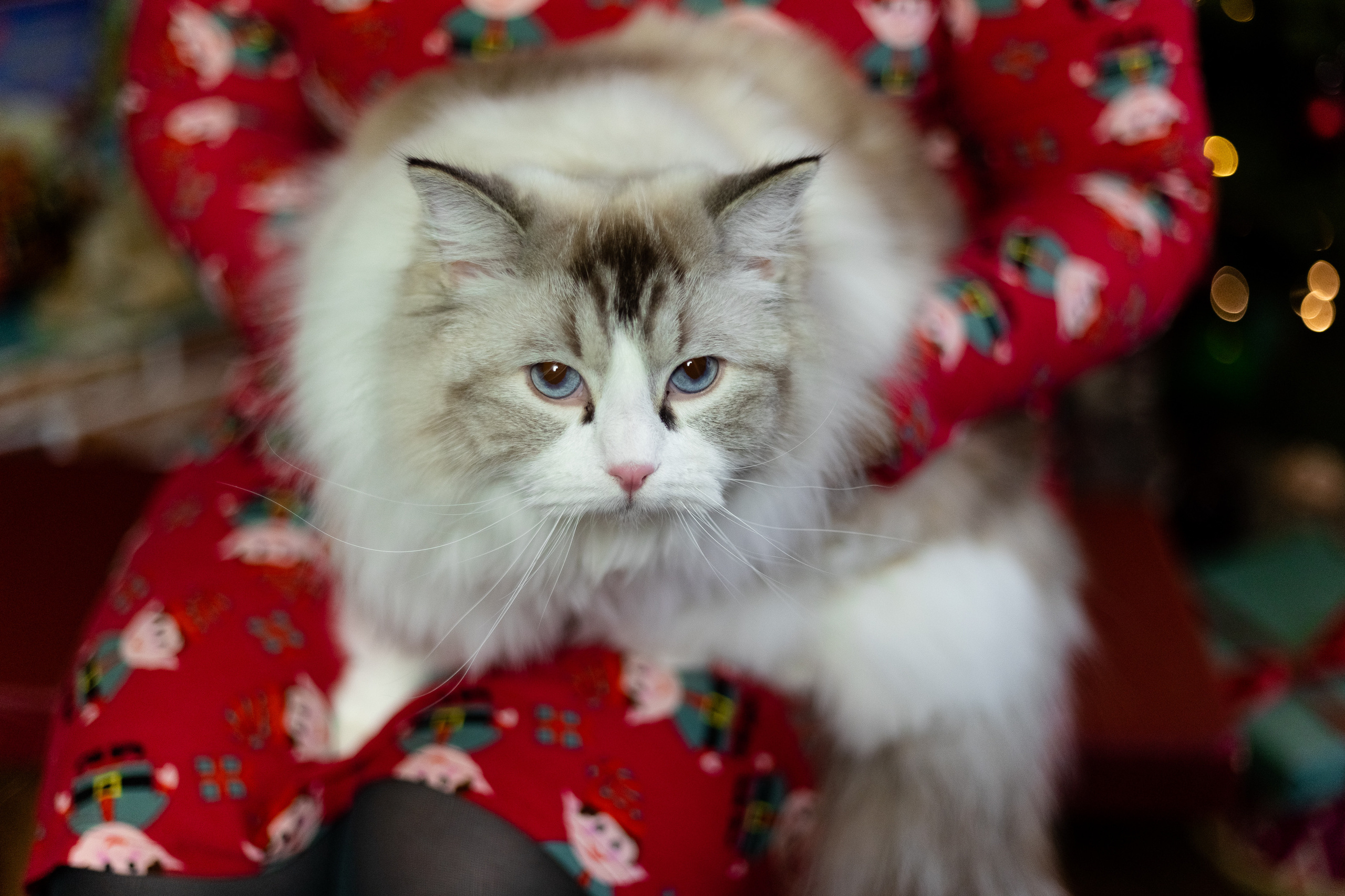 Новогодняя. Фотограф в Томске Юлия Постнова