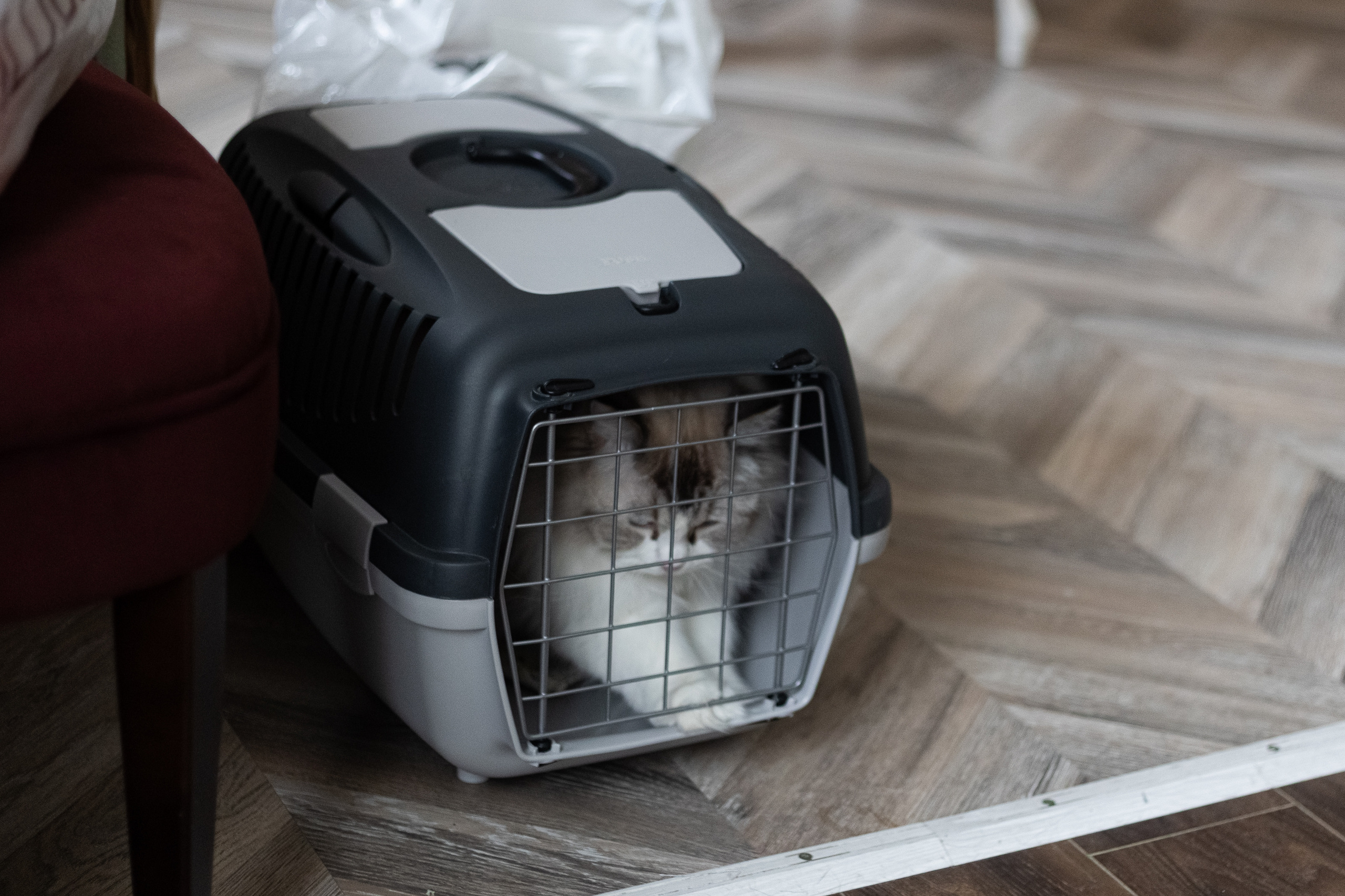 Новогодняя. Фотограф в Томске Юлия Постнова