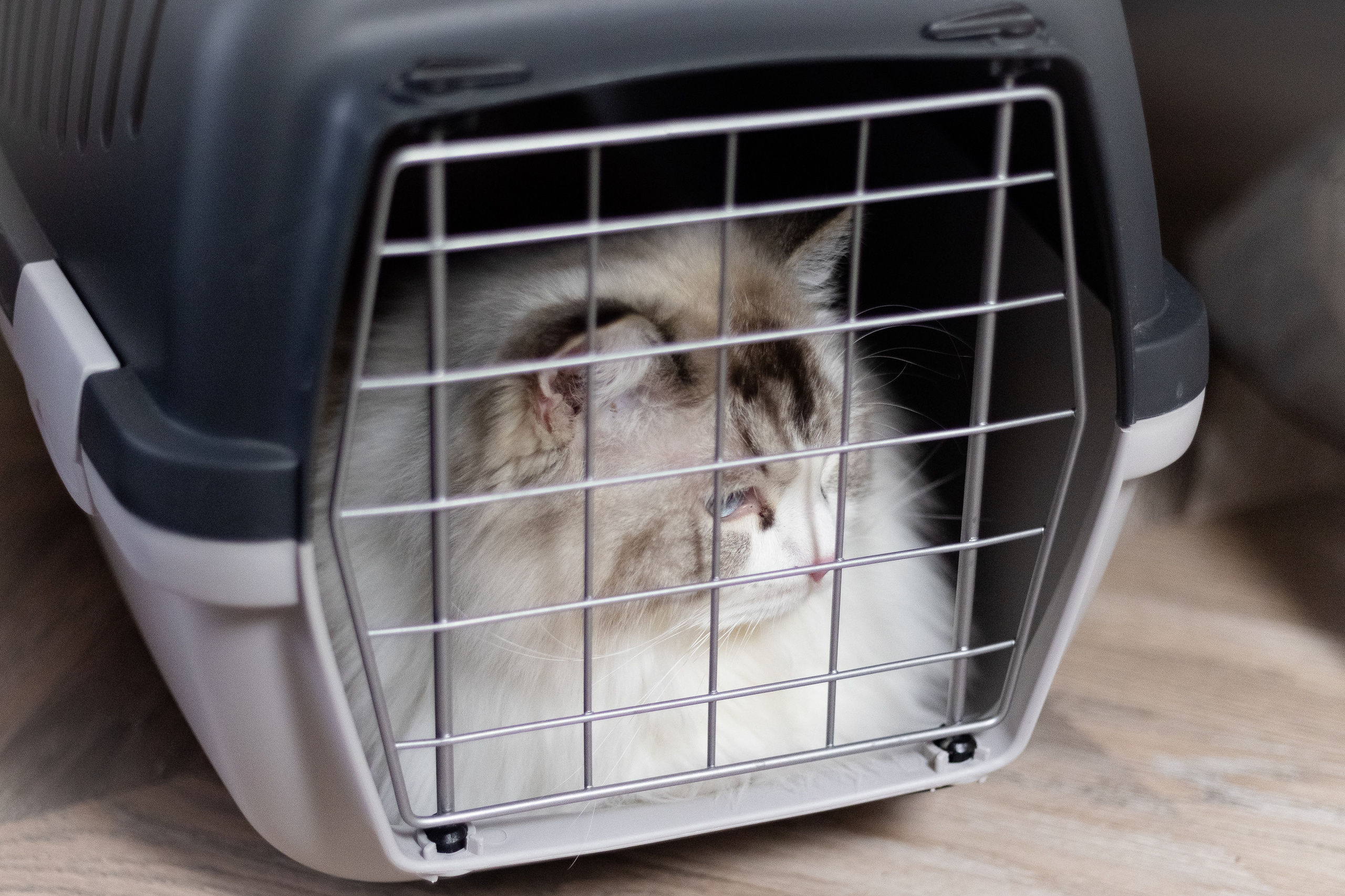 Новогодняя. Фотограф в Томске Юлия Постнова