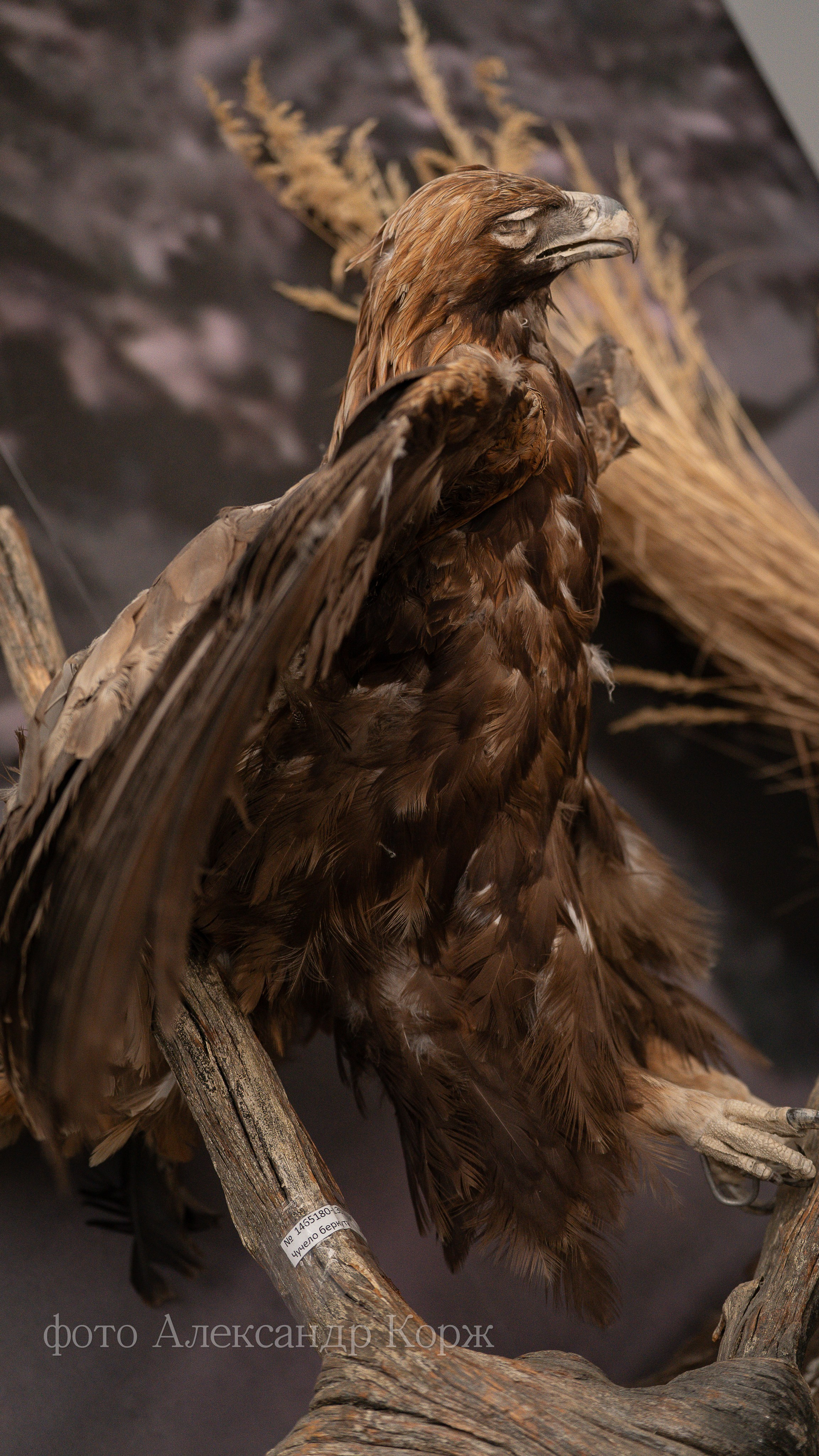 АЙХАЛ ЭКСПО-2025. Фотографии и видеосъемка, Айхал, Удачный, Якутия. Фотографии Айхал