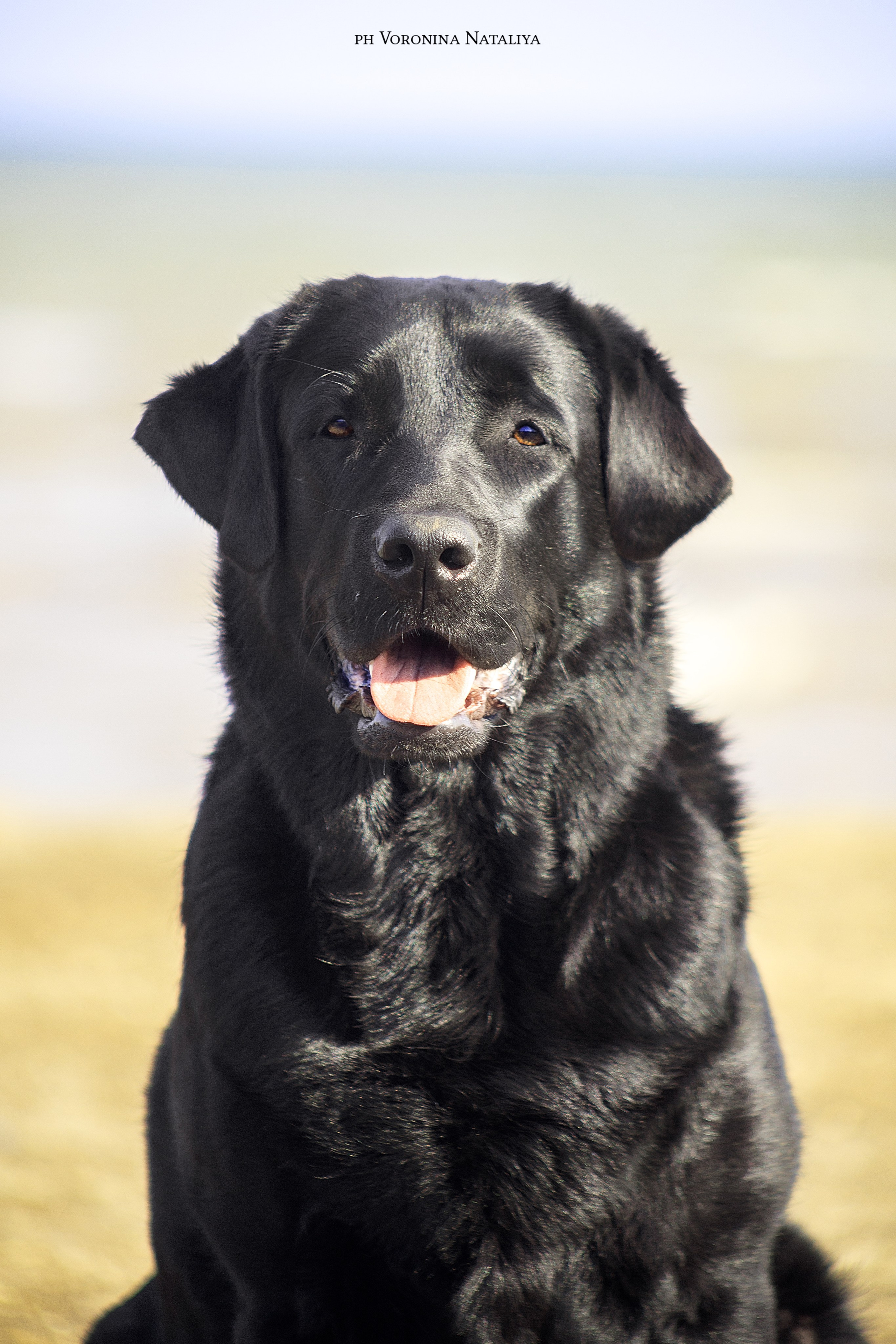 Анимализм Анжелика Сентябрь. Воронина Наталия — индивидуальный и свадебный фотограф в Рязани