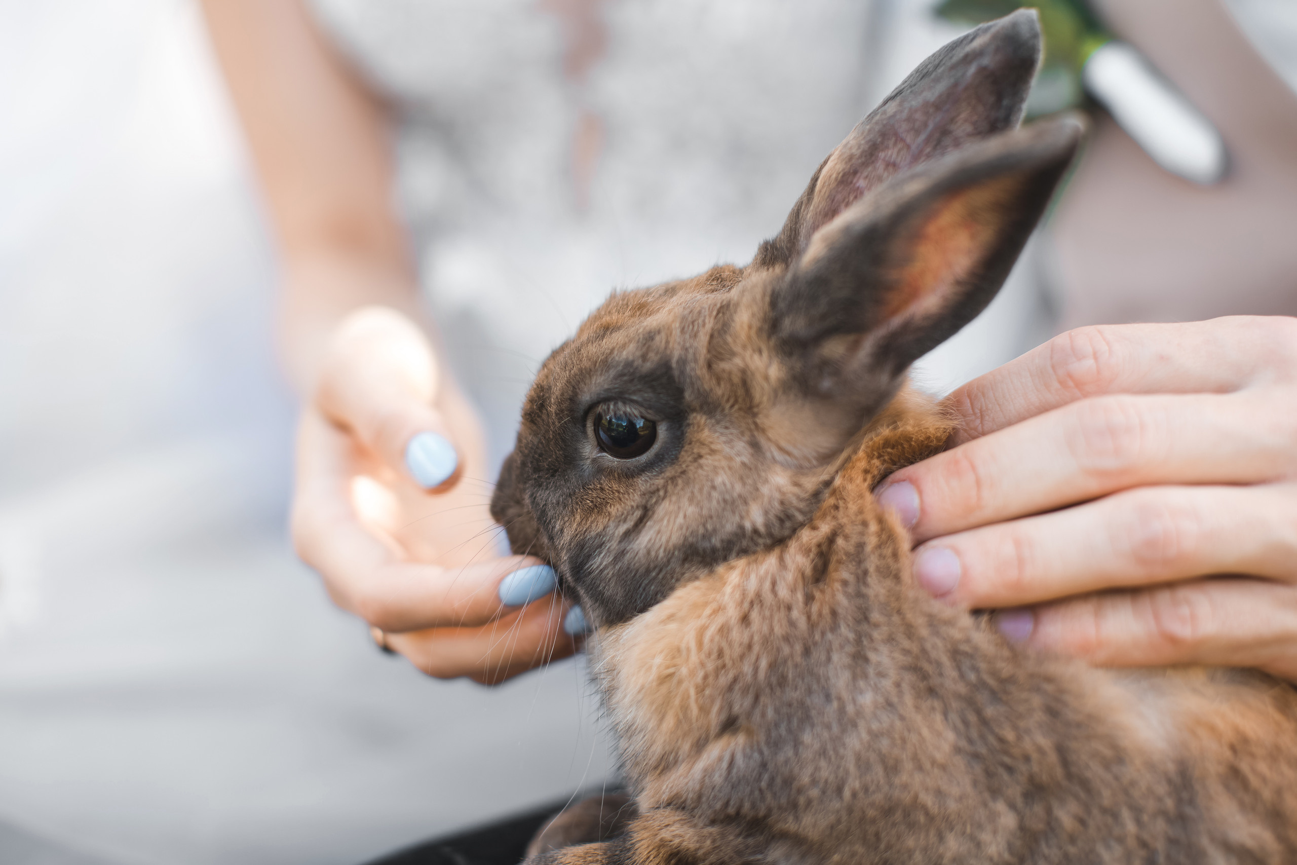 Животные на свадьбе-это к счастью). Алексей Зараковский. Свадебный и портретный фотограф в Туле