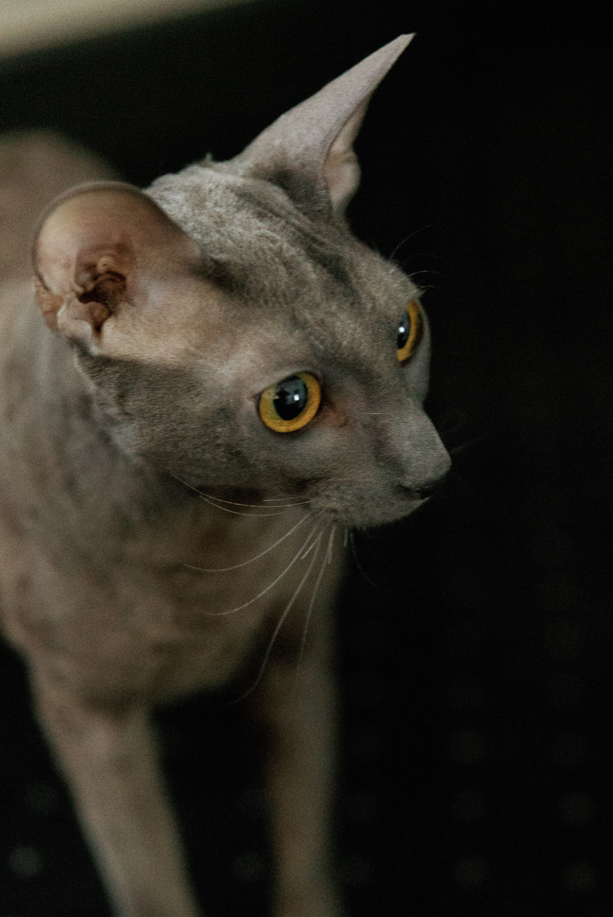 Юрий и Анастасия. Свадебный и семейный фотограф Харольцева Наталья