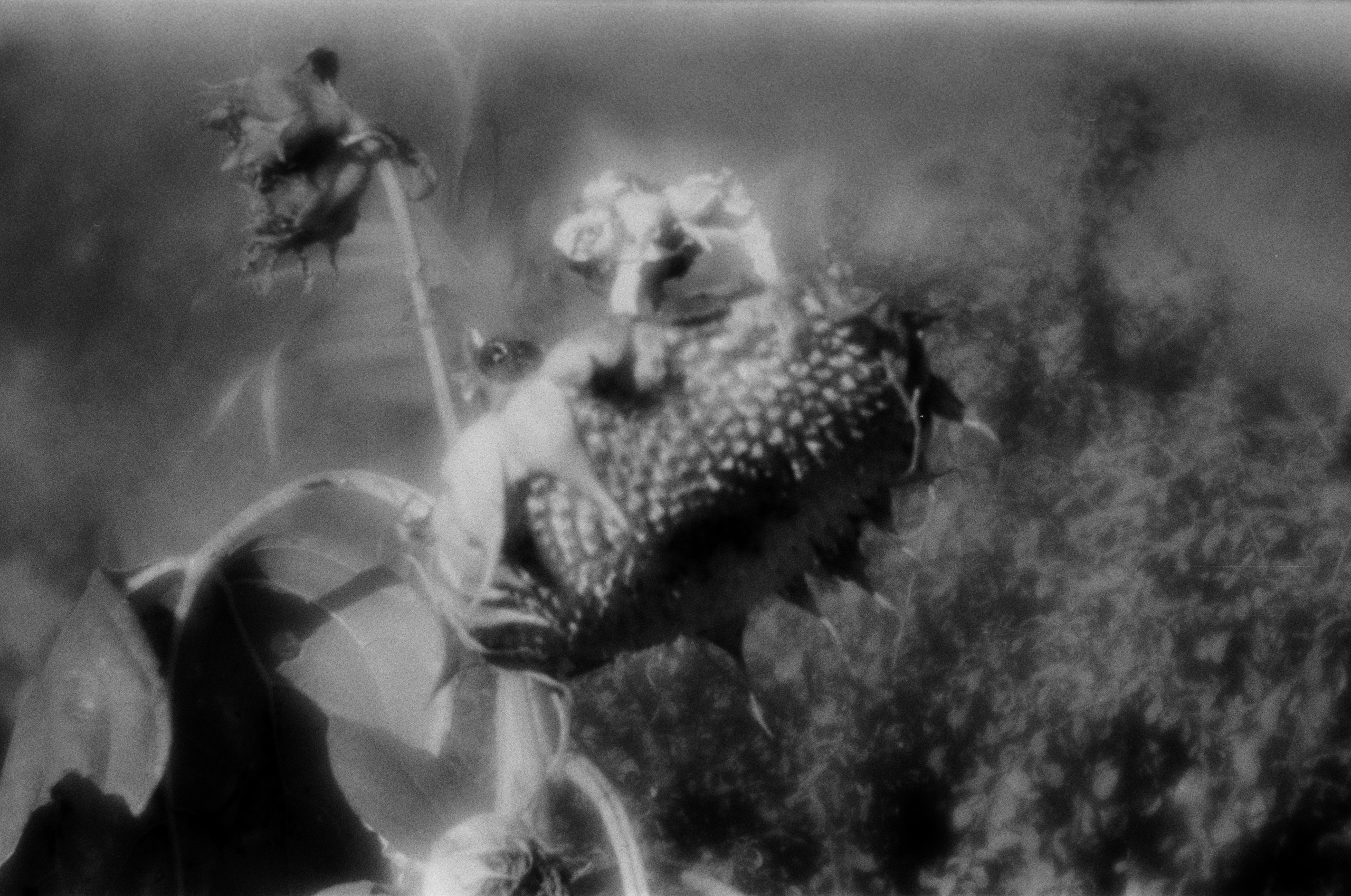 Юля Андрейченко | Отец Сергий. Private image