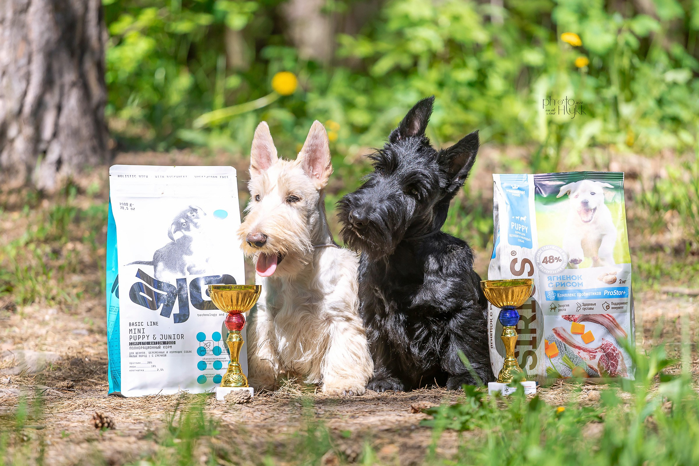 2 июня 2024, Выставка РКФ, г. Пермь. Htykk_photo