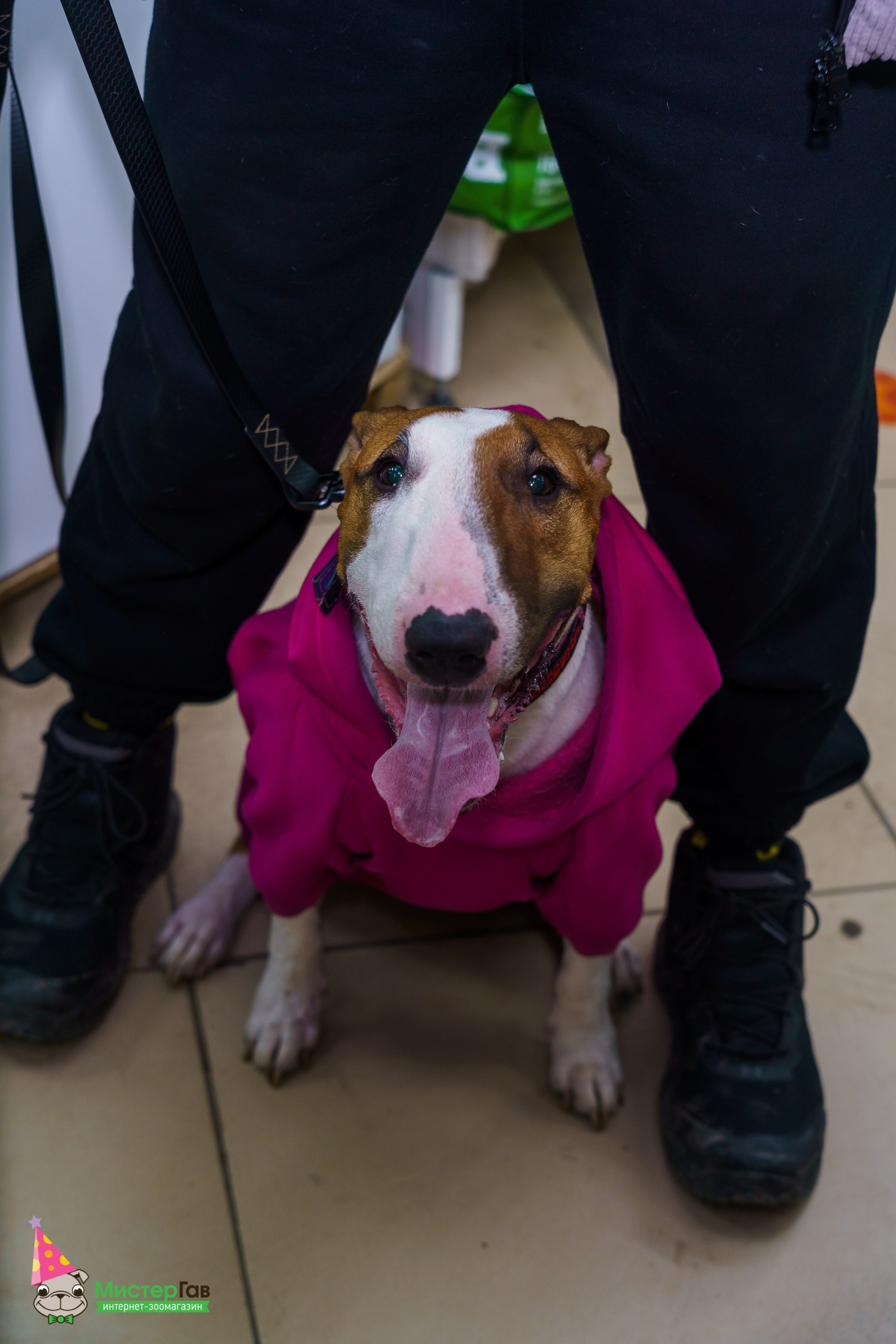 Мистер Гав -13 лет!. Фотограф Челябинск · Ольга Серебрякова