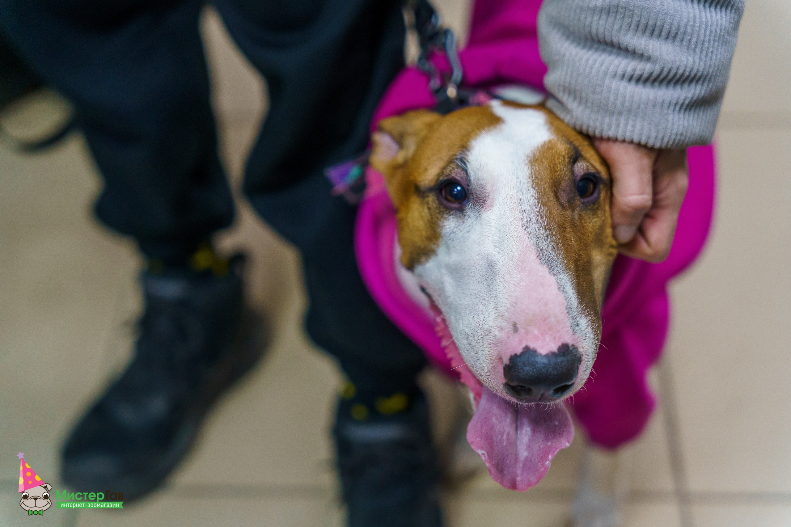 Мистер Гав -13 лет!. Фотограф Челябинск · Ольга Серебрякова