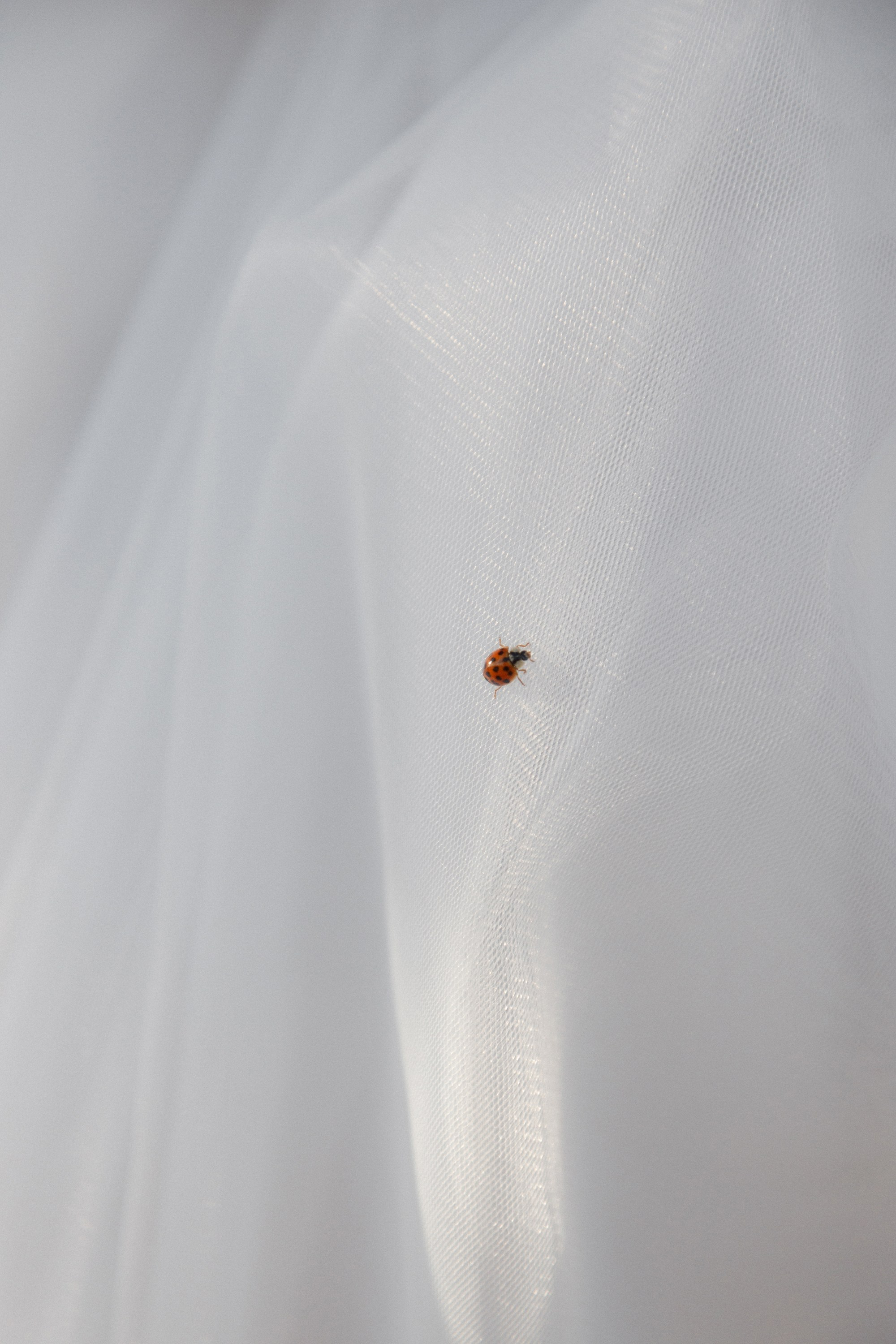 Свадебная съемка в Грузии