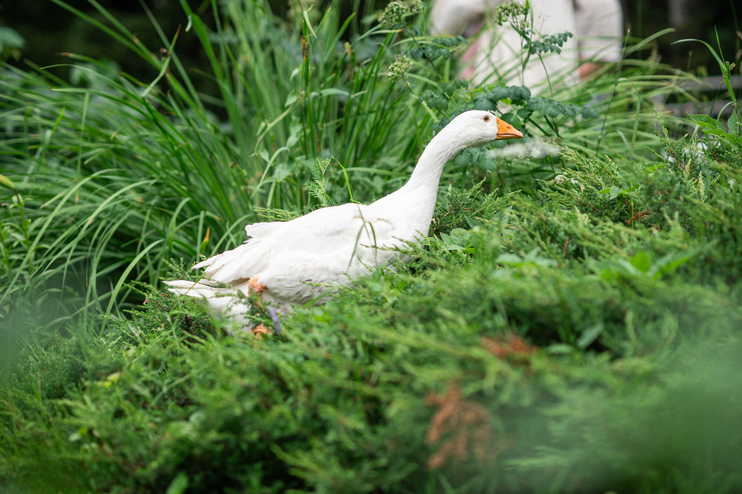В САДУ. Семейный фотограф Екатеринбург Лора Мур