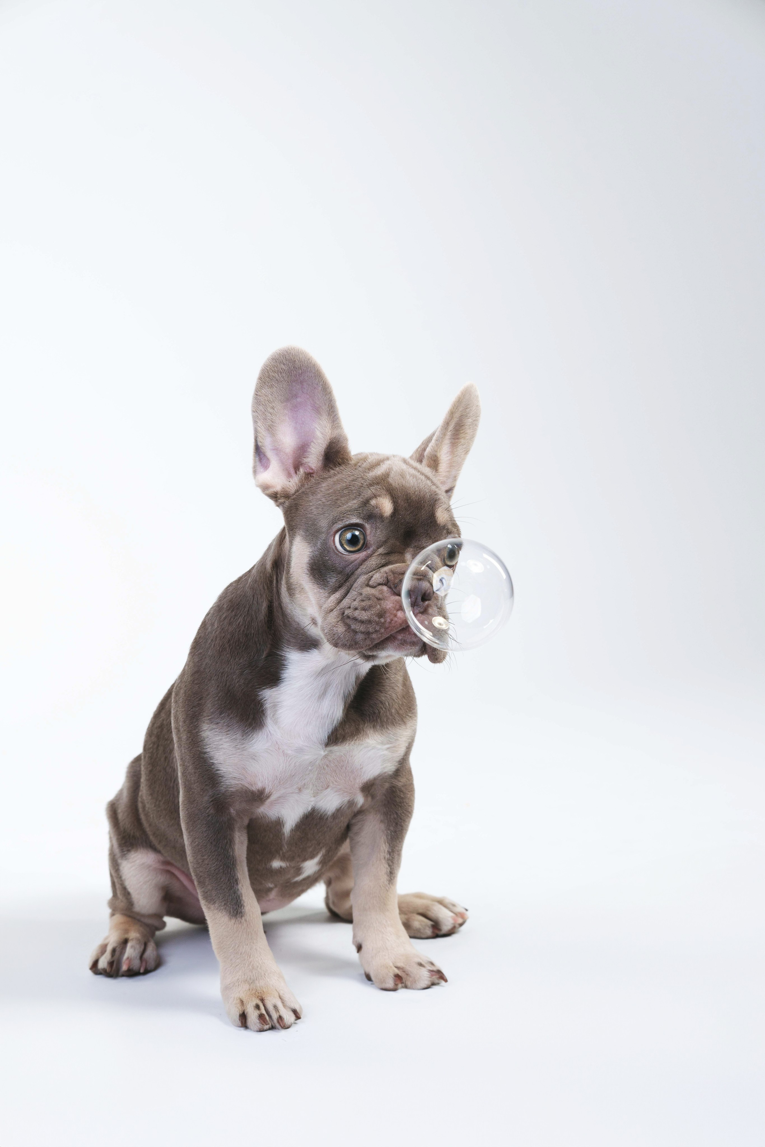 Бри, Панда, Эста и Жара. Фотограф анималист Осипчикова Мария