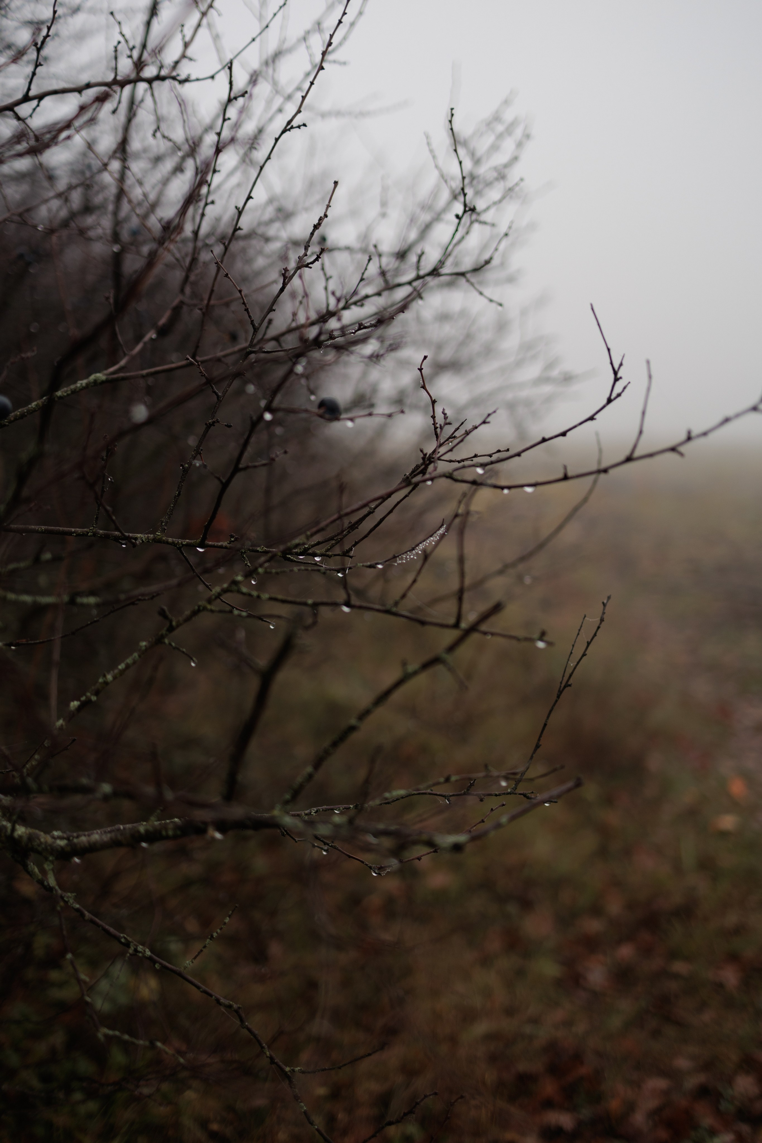 В туманном лесу. Семейный фотограф в Белгороде