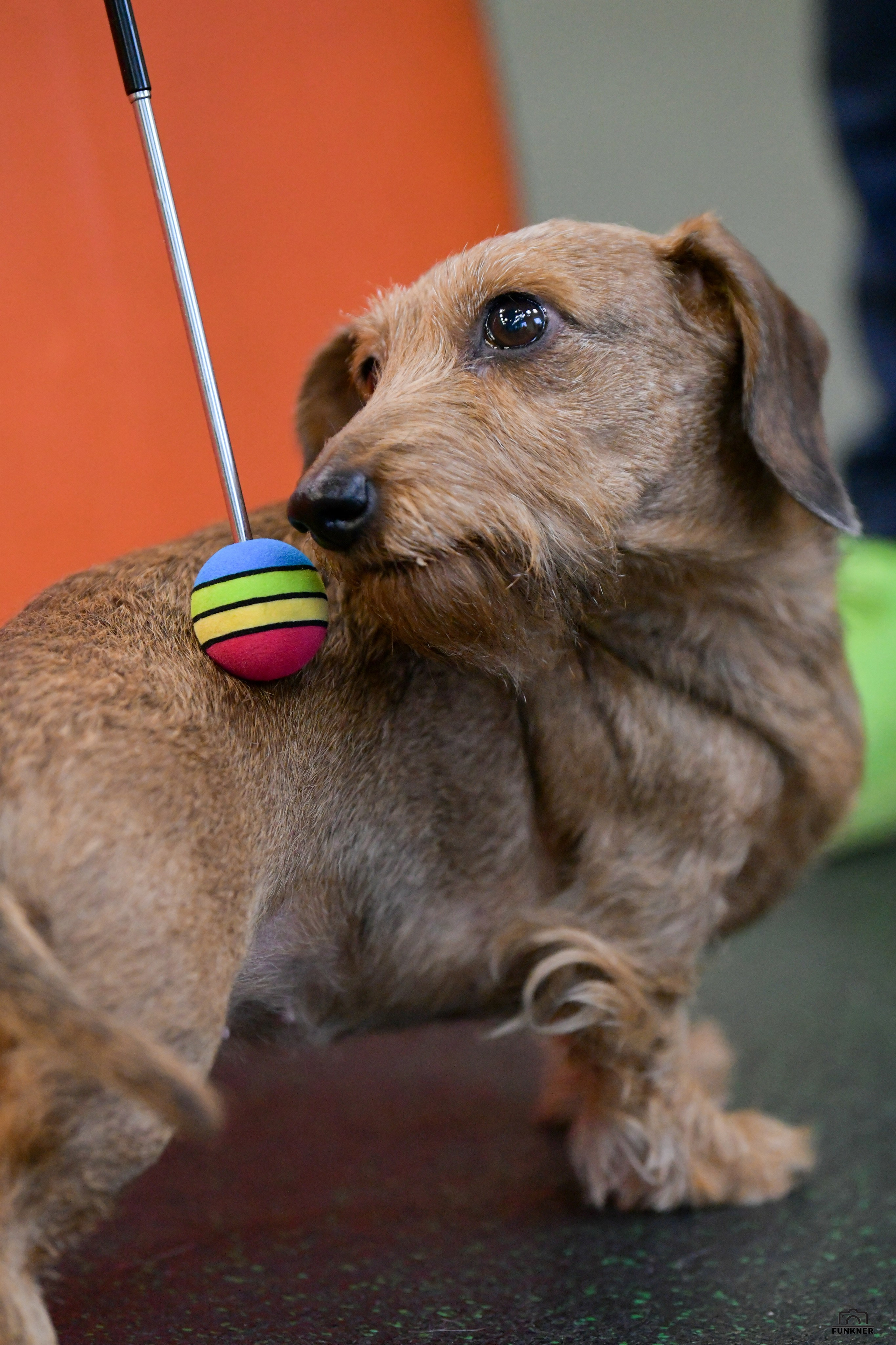 Кинологический клуб «Бодрый хвост». Свой взгляд через объектив