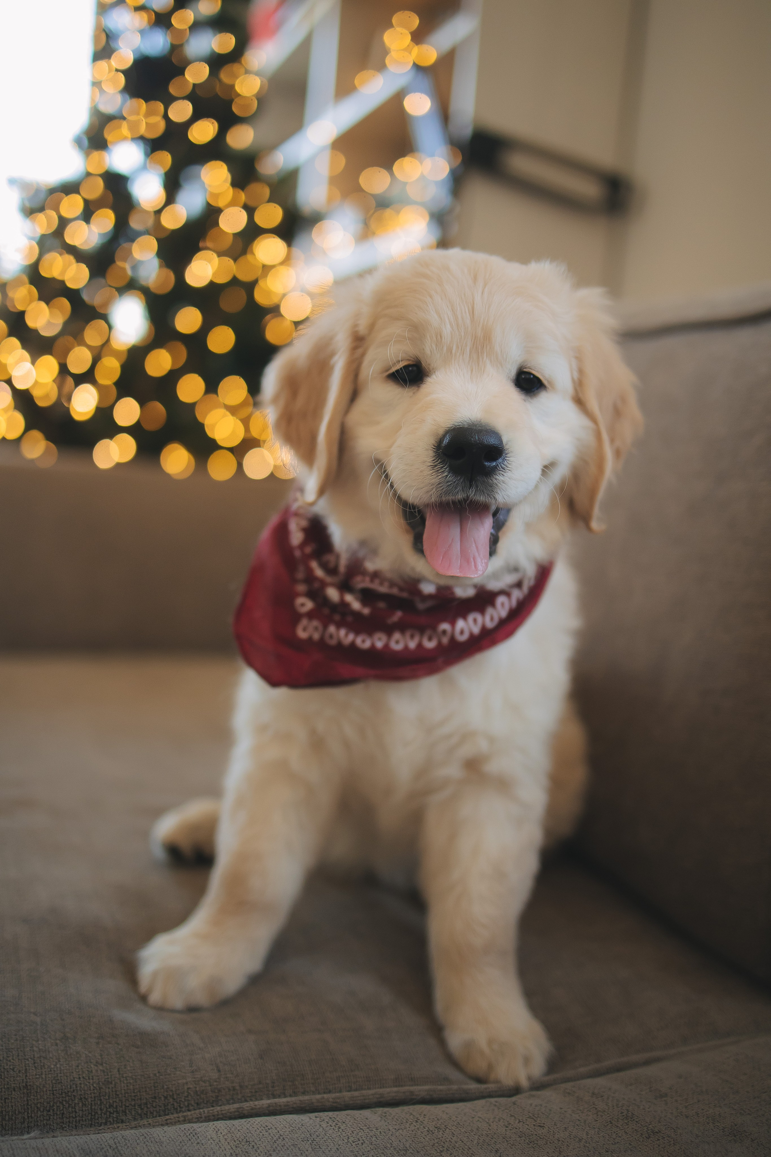 Снежик и Веста, НГ. Свадебный и женский фотограф