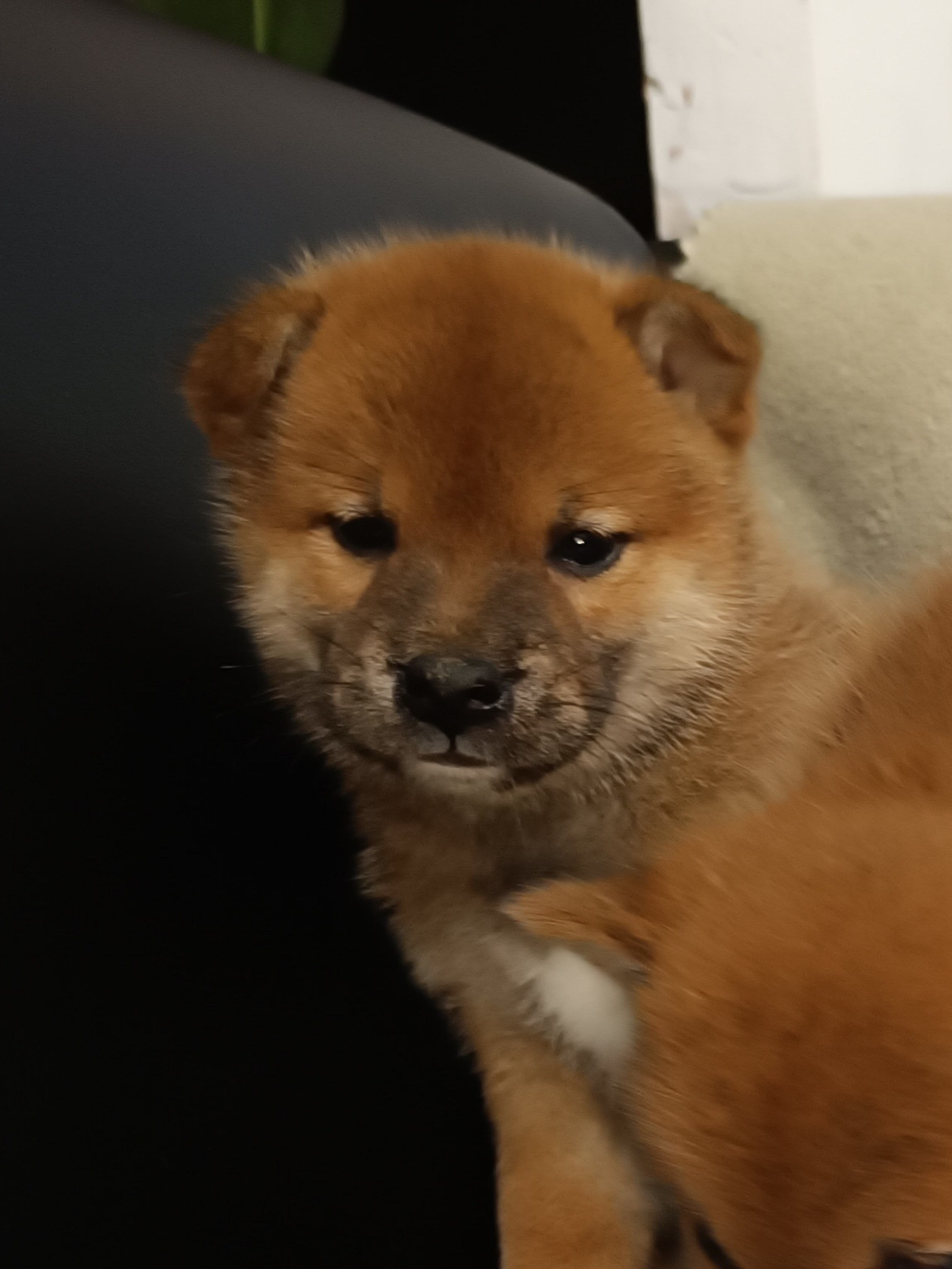 сиба питомник Рубилайт щенки на продажу rubylight  сиба щенки купить СПб Санкт-Петербург 