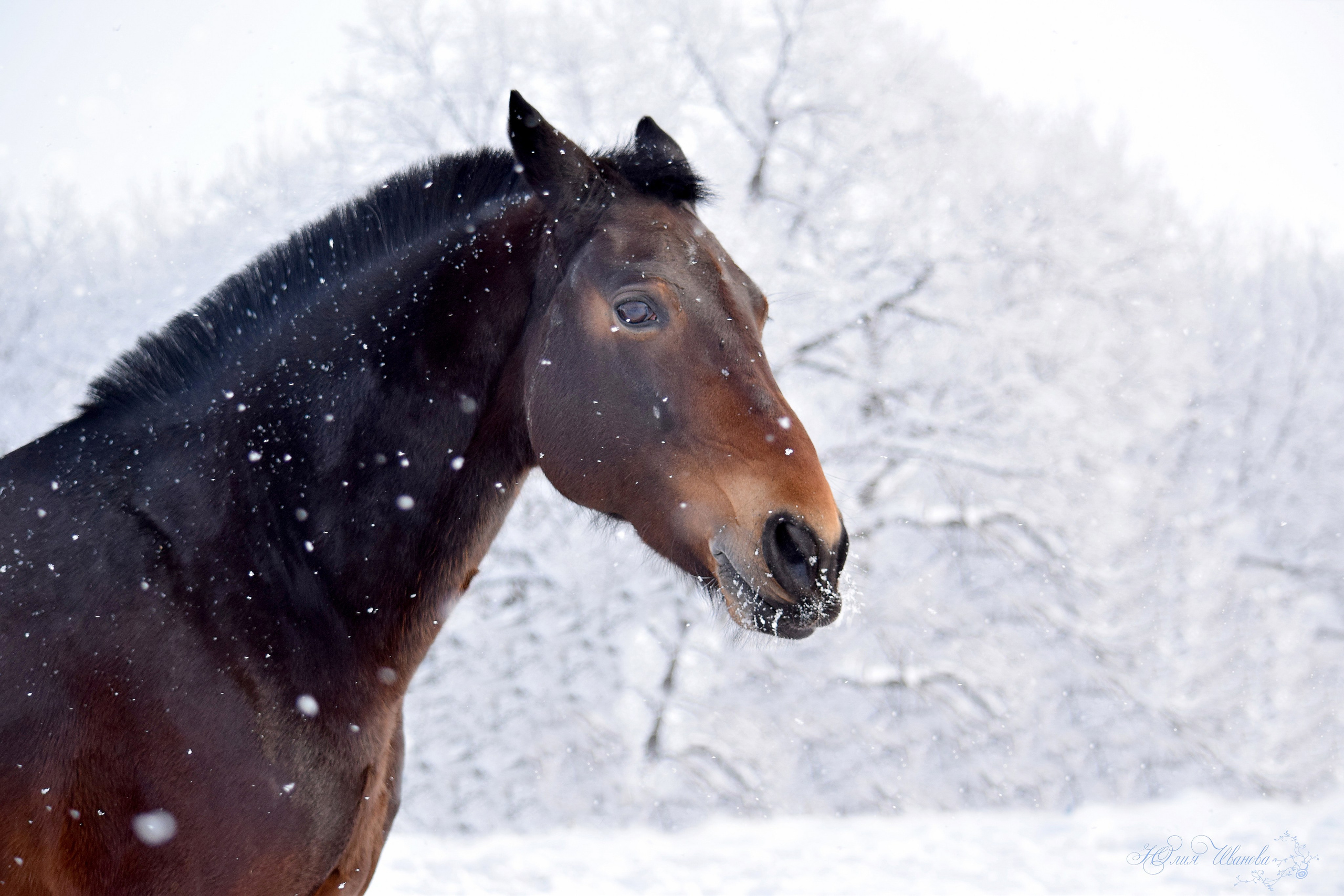 Лошади. Конный фотограф в Саратове Юлия Иванова