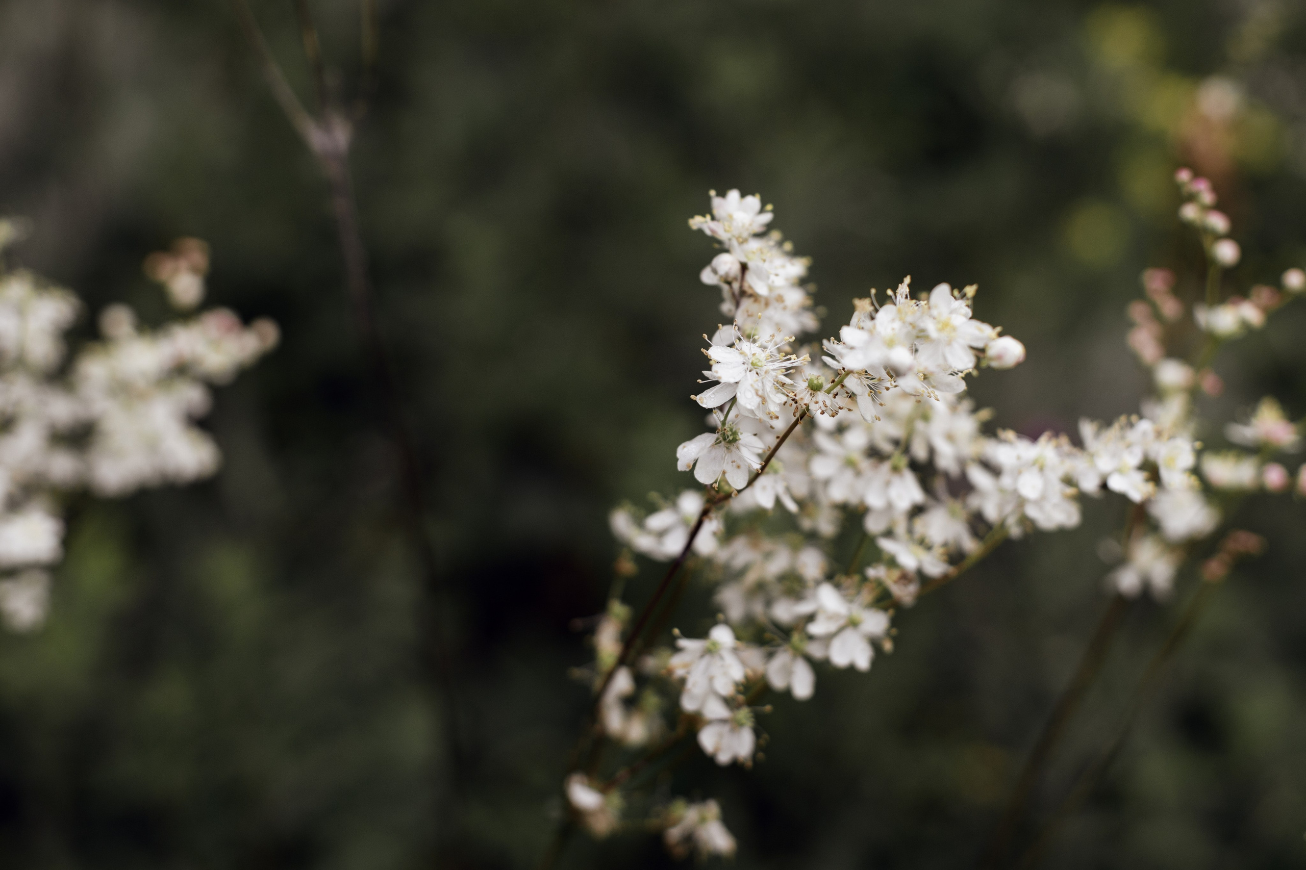 Ангелина. Свадебный и семейный фотограф в Ростове-на-Дону