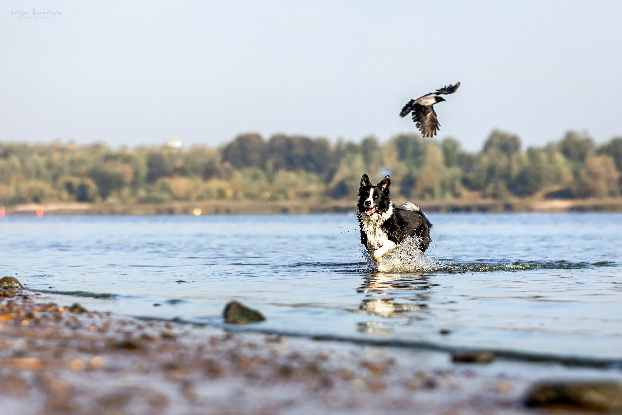 Алена и Майли. Фотограф анималист Аня Ливанова | Рыбинск