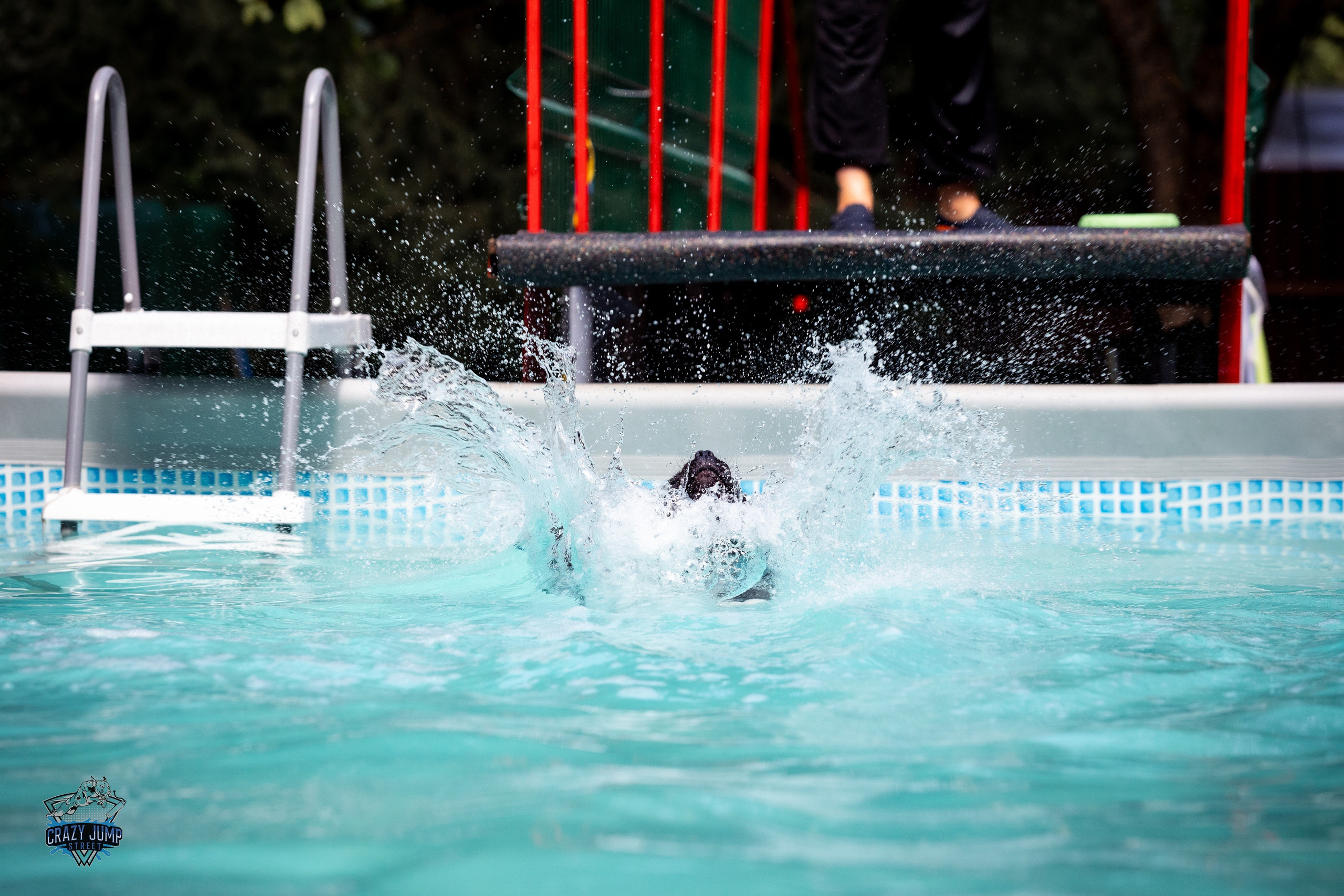 Собаки, спорт, Док дайвинг. Свадебный и репортажный фотограф в Москве и Московской области