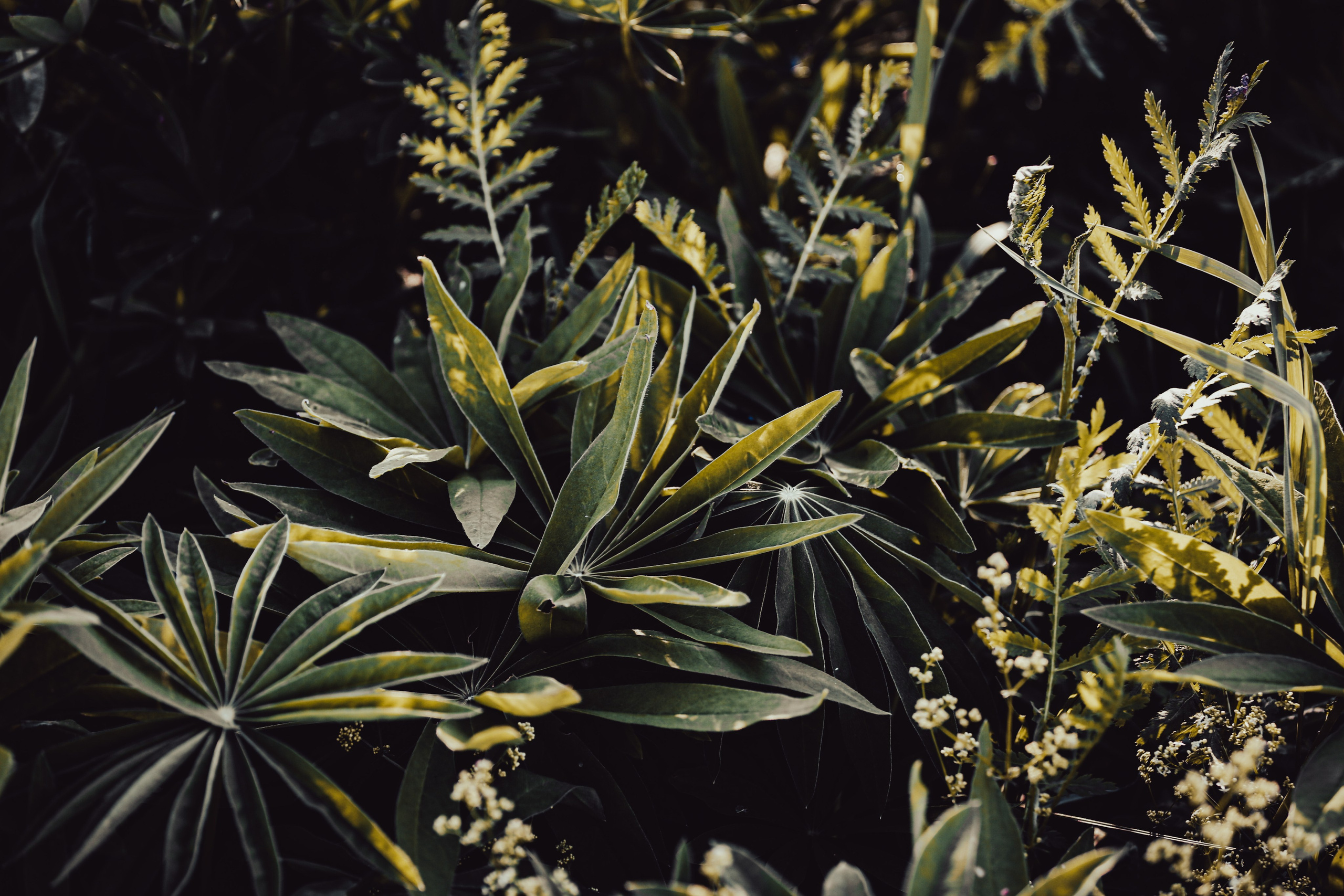 Среди люпинов. Efremovaphoto.ru