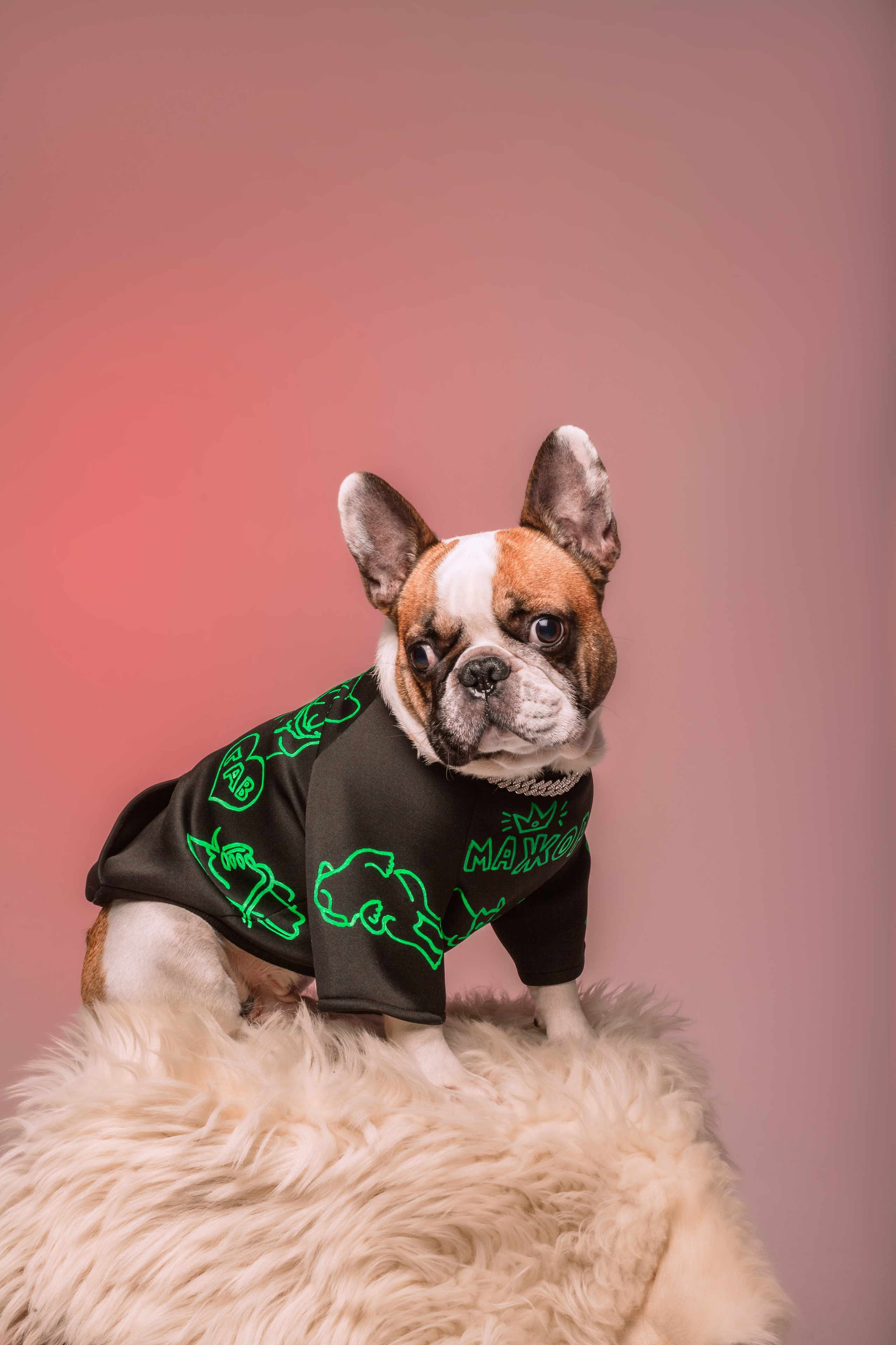 Студийная фотосессия с цветным светом. Фотограф-анималист Татьяна Степанова