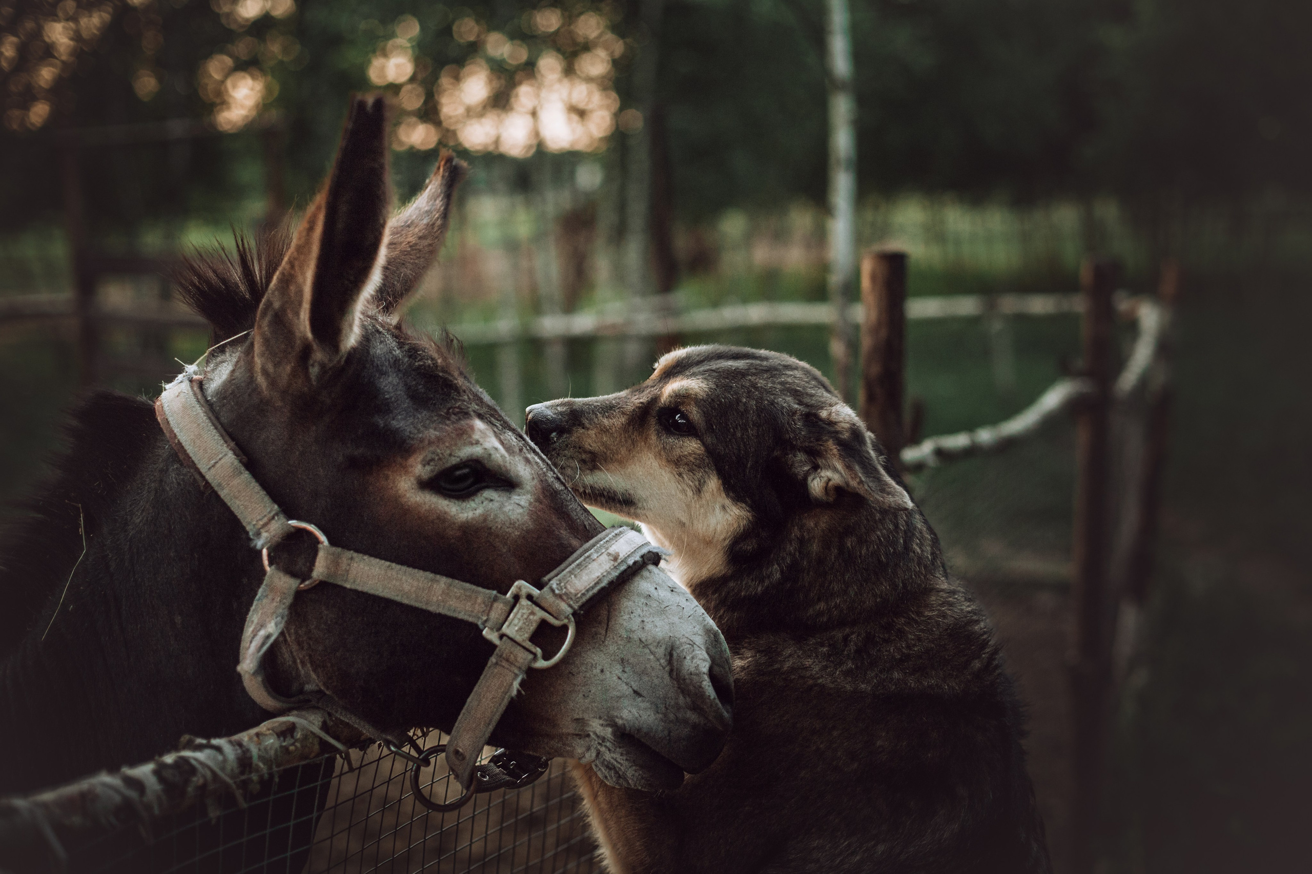 Фотограф-анималист Татьяна Степанова