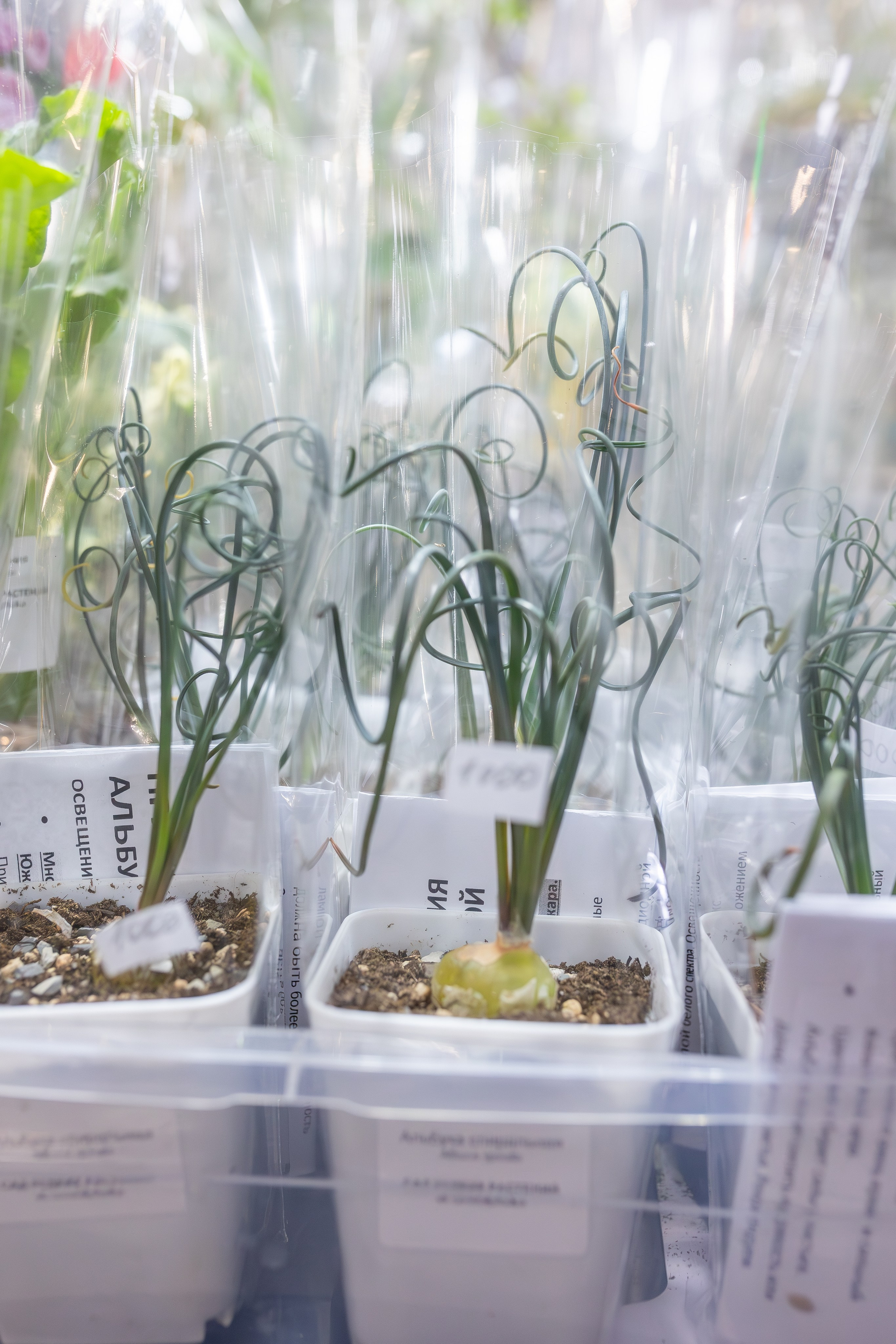 Монстериум апрель 2026. Александра Куликова фотограф, Москва