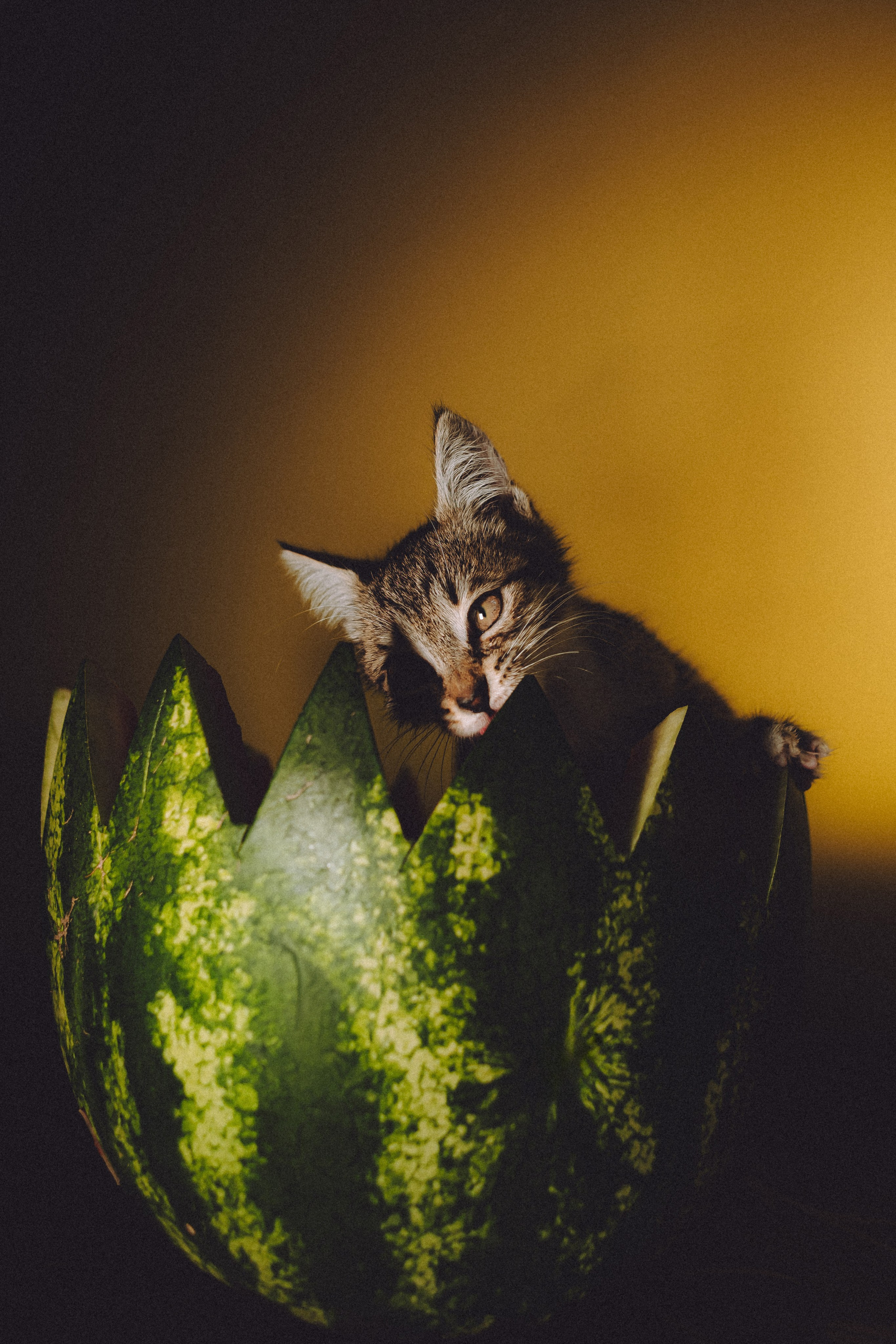 Сирена и арбуз