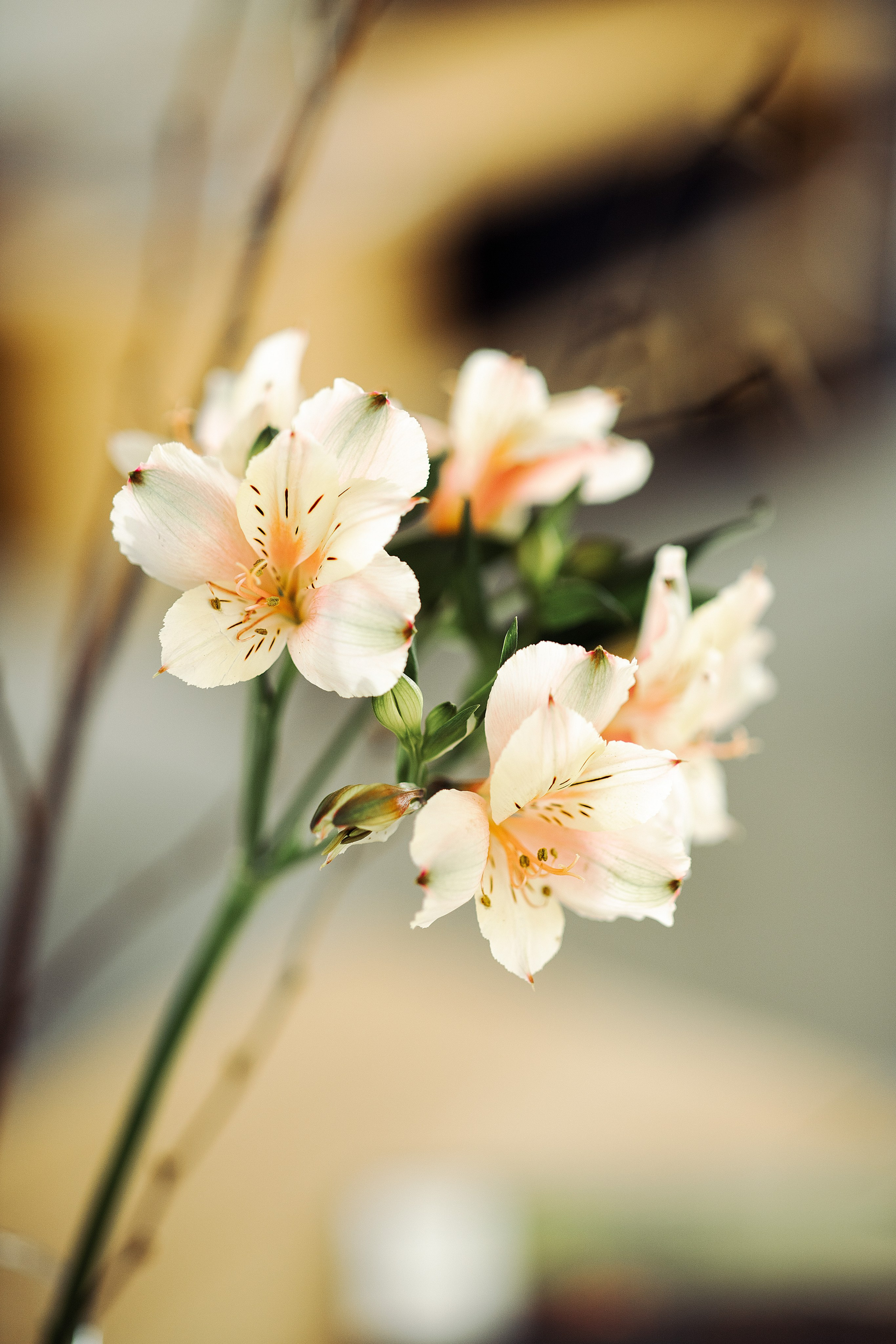 Anastasia. Wedding inspiration. Свадебный фотограф Ростов-на-Дону Виолетта veslers.ph