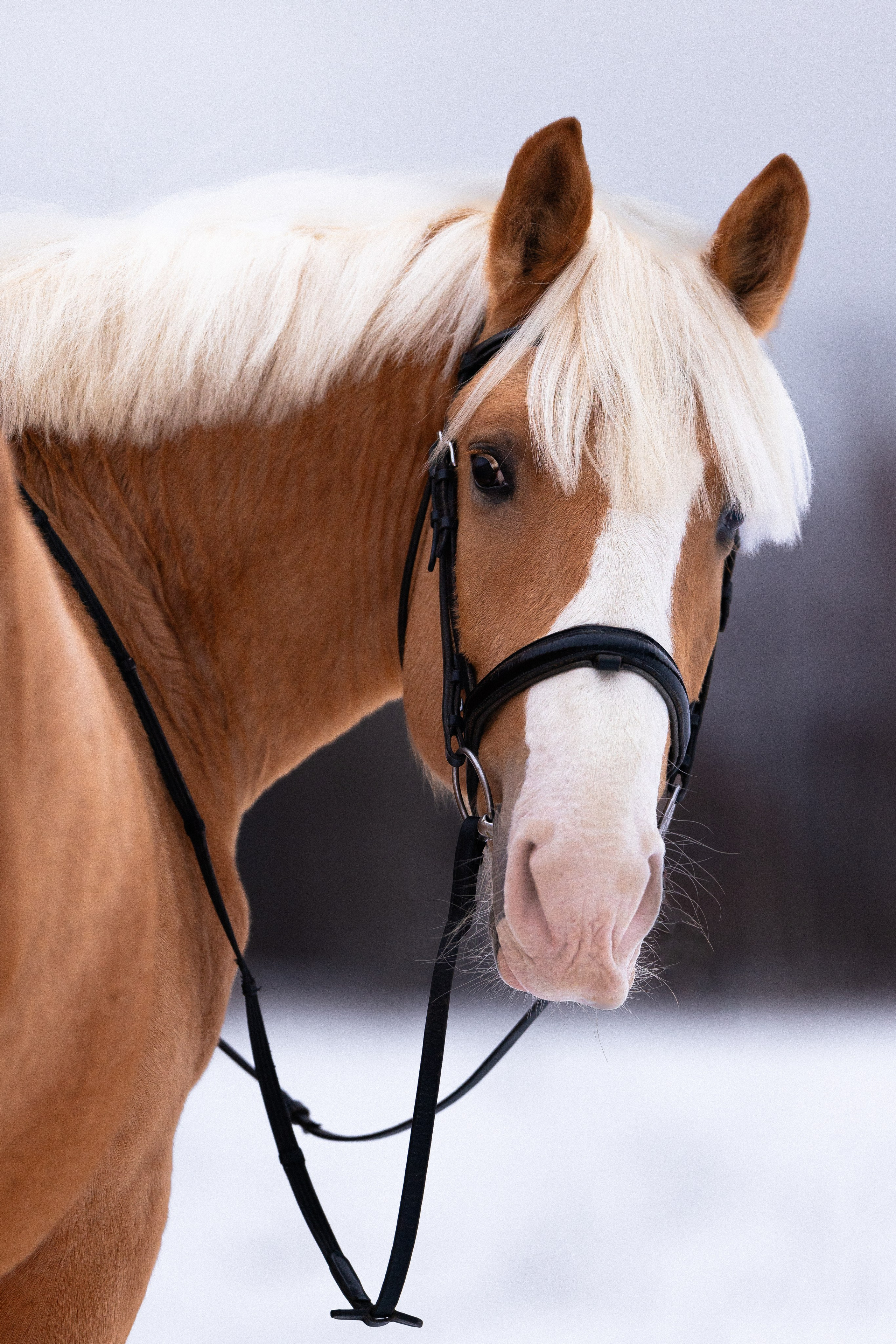 Бейкер. Фотограф и видеограф анималист Аганина Дарья