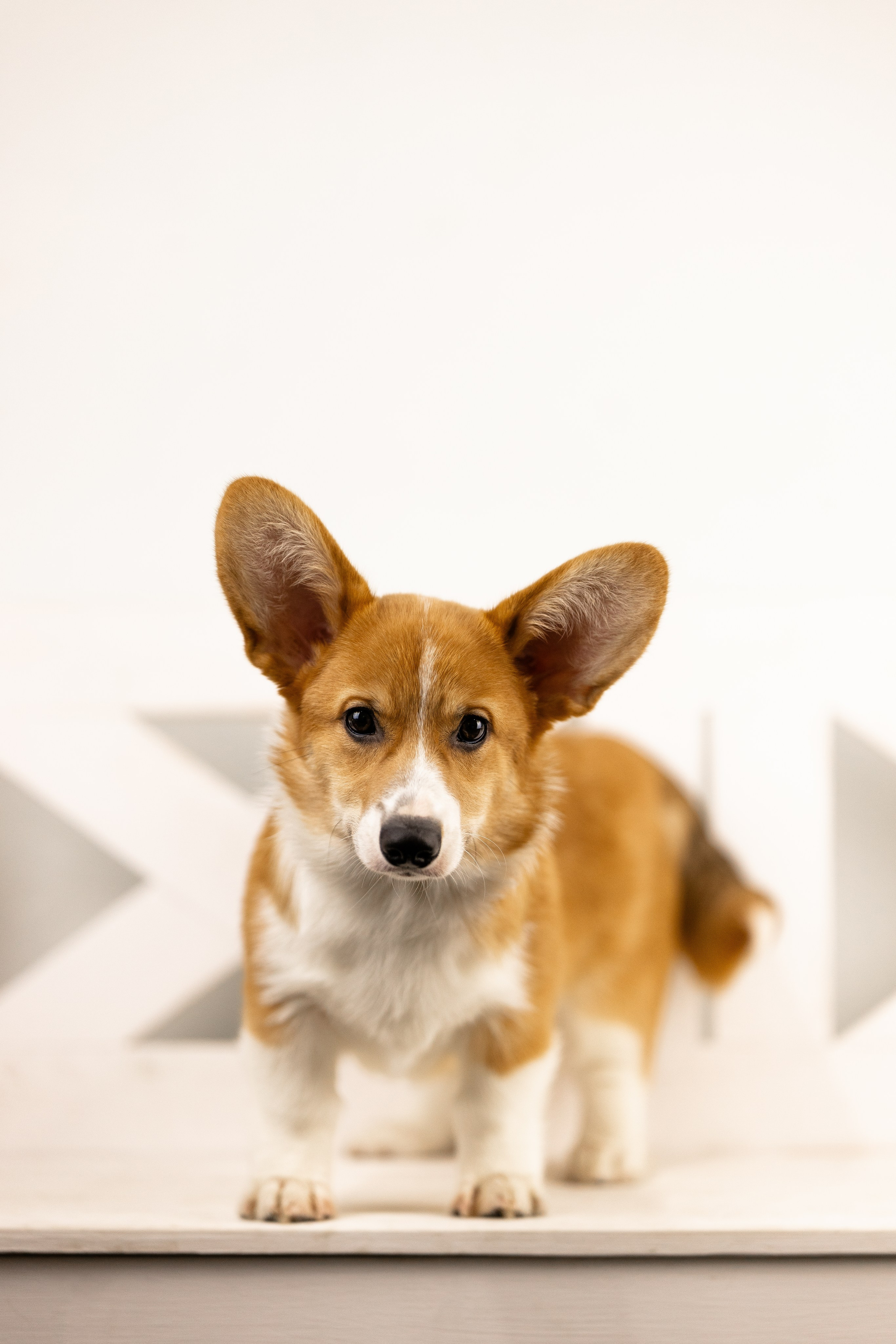 Корги. Фотограф и видеограф анималист Аганина Дарья